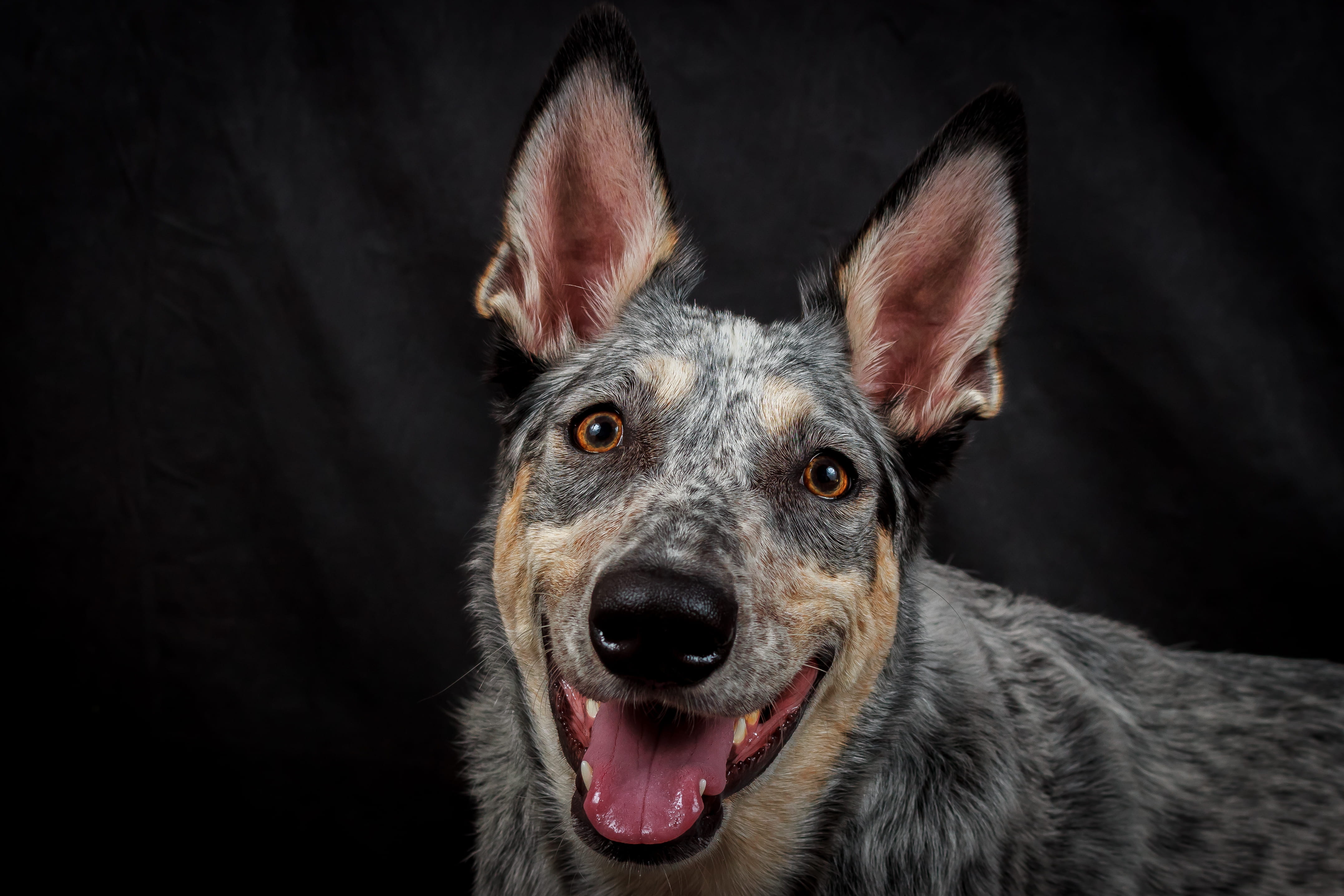 pets, german shepherd, looking at camera, terrier, dog, 4K, domestic, face, indoors, itajubá, studio shot, purebred dog, pet, adult, australian, cattle, HD Wallpaper
