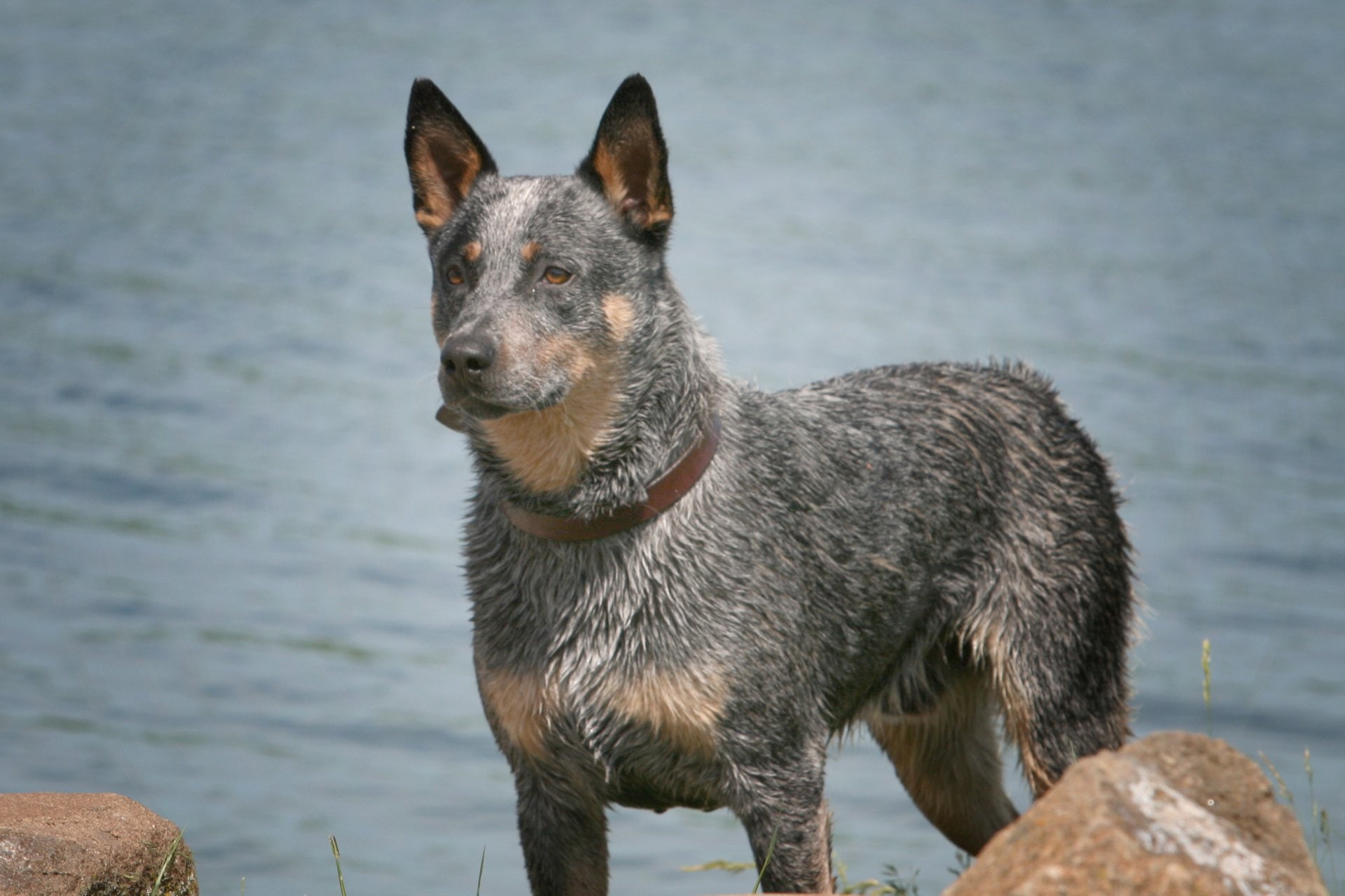 Australian Cattle Dog, Dogs, Dog, 1080P, Pet, HD Wallpaper