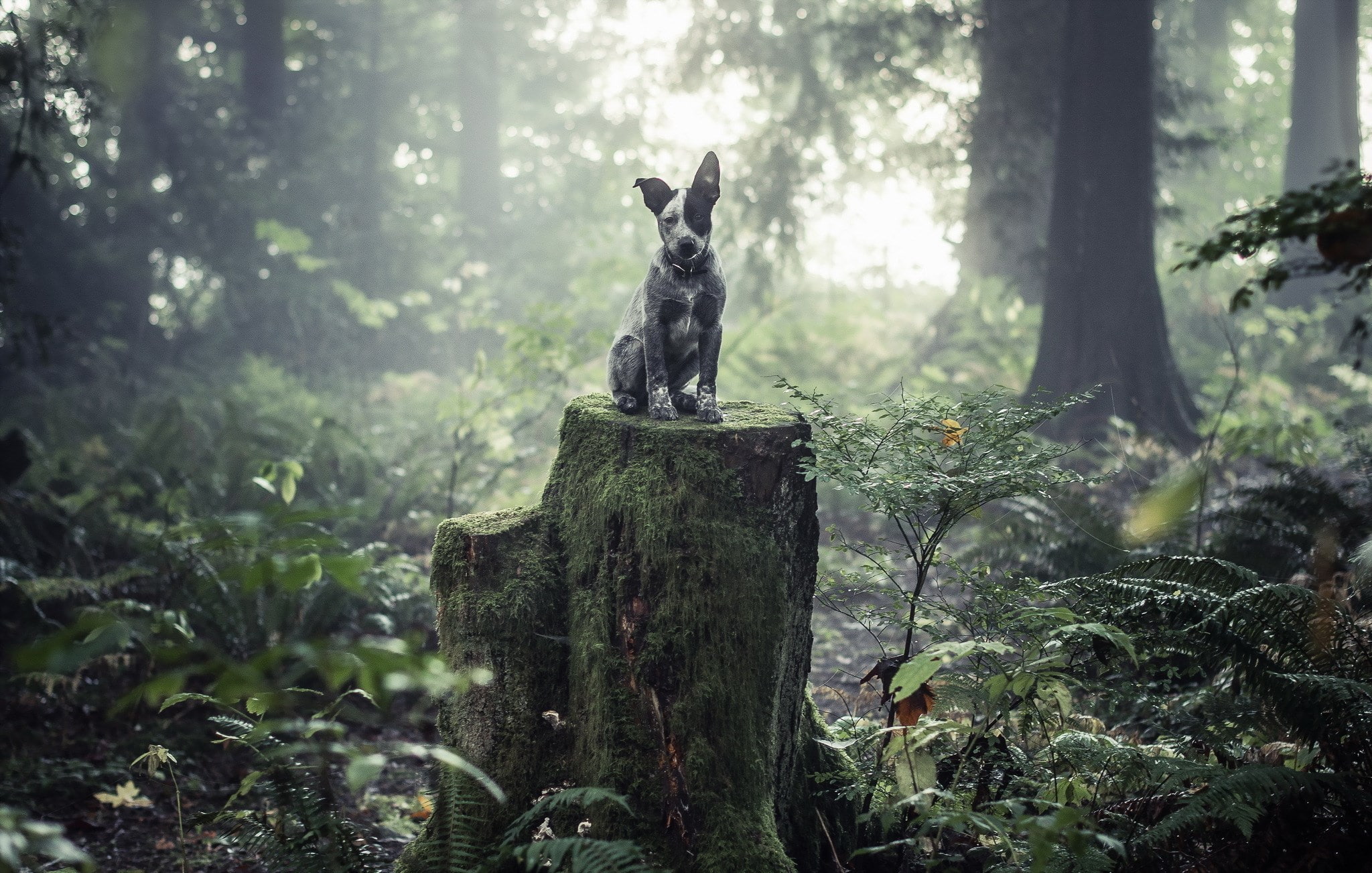 australian cattle dog, 1080P, forest, animal, green color, domestic, nature, growth, pets, bark, domestic animals, sculpture, one animal, wood - material, HD Wallpaper