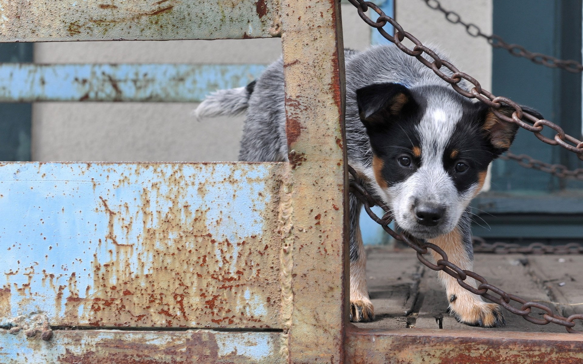 one animal, portrait, animal themes, australian cattle dog, 1080P, boundary, dog, domestic animals, day, no people, fence, pets, canine, animal head, vertebrate, HD Wallpaper