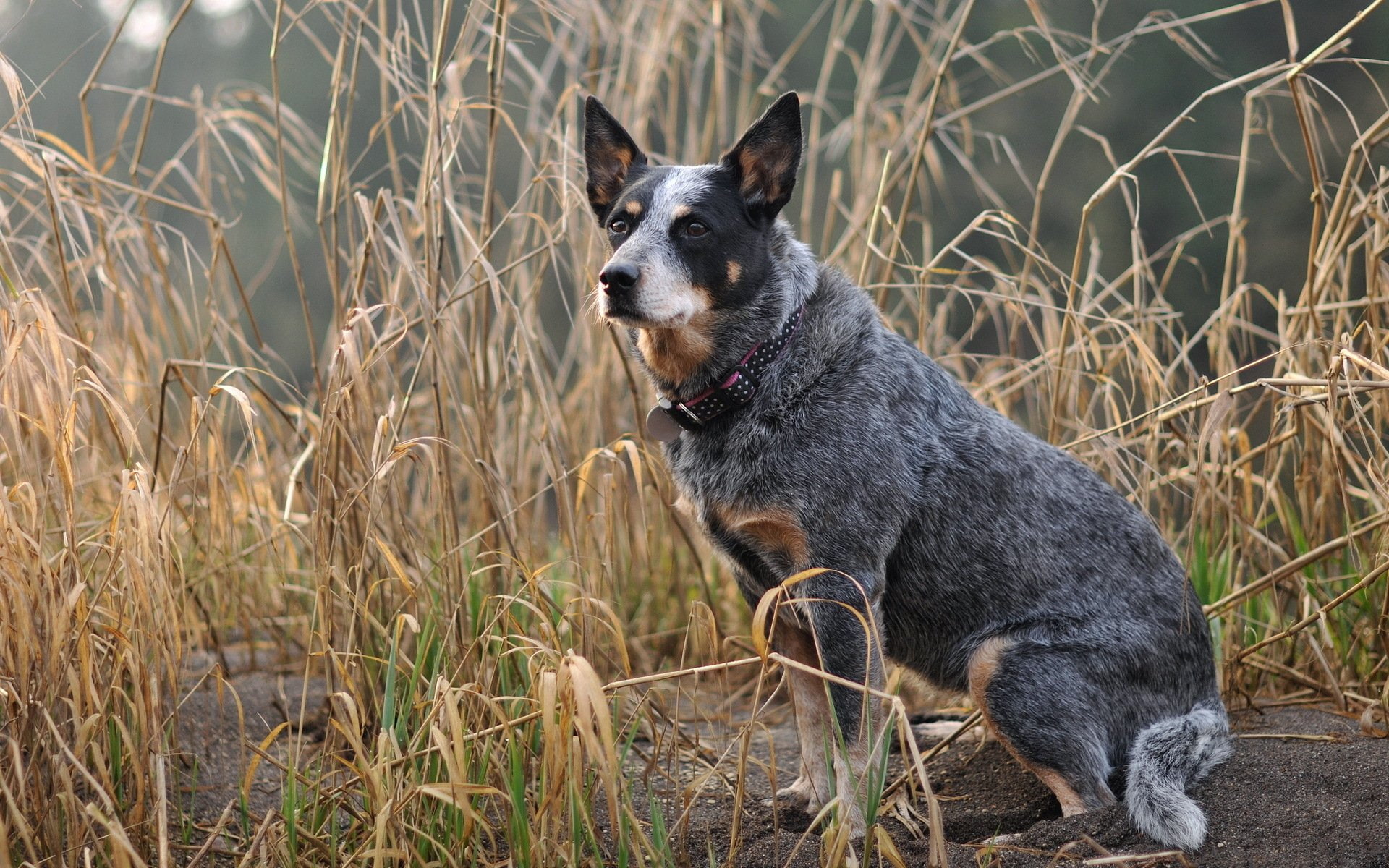 dog, Australian cattle dog, 1080P, HD Wallpaper