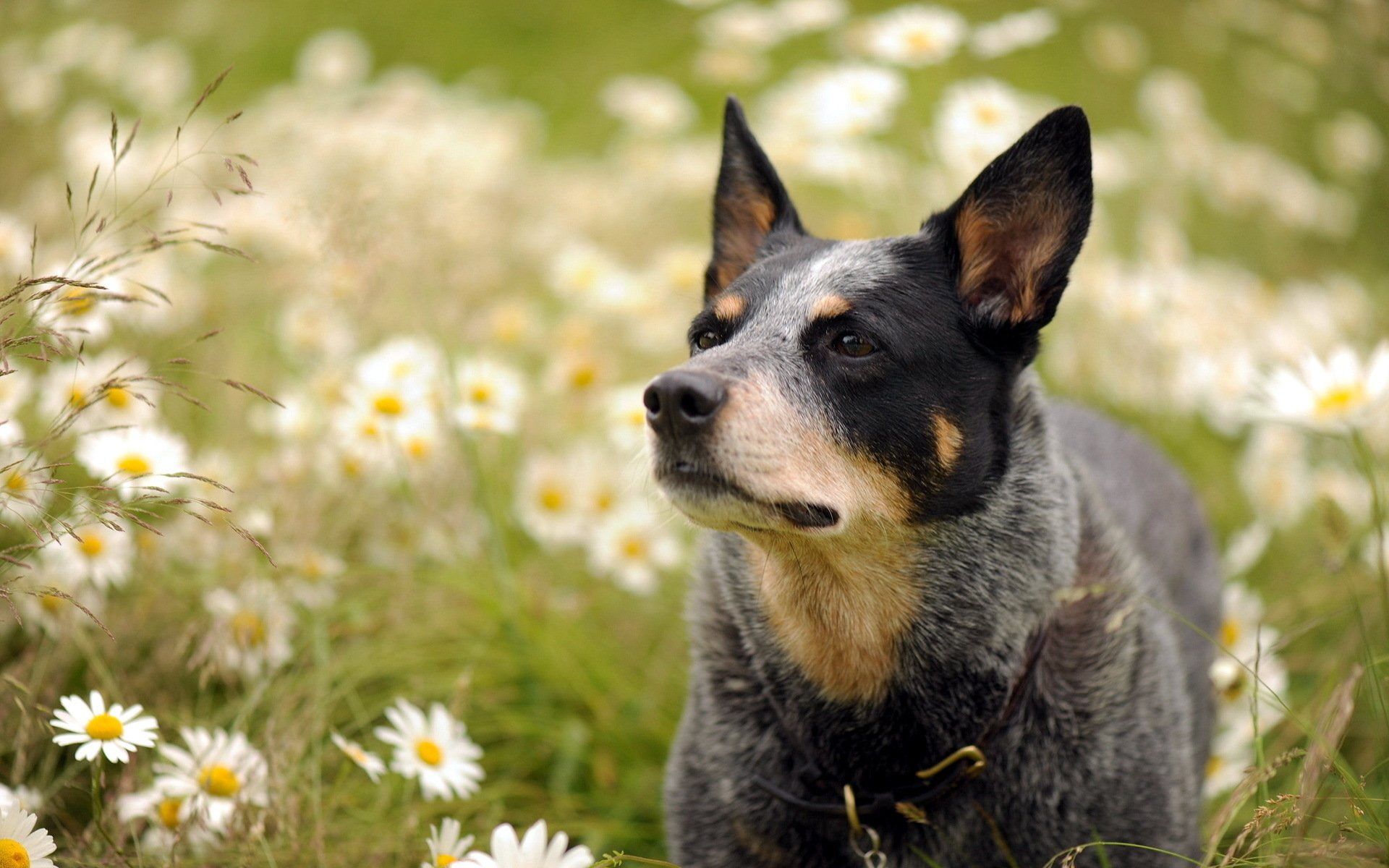 1080P, Australian cattle dog, flowers, dog, HD Wallpaper