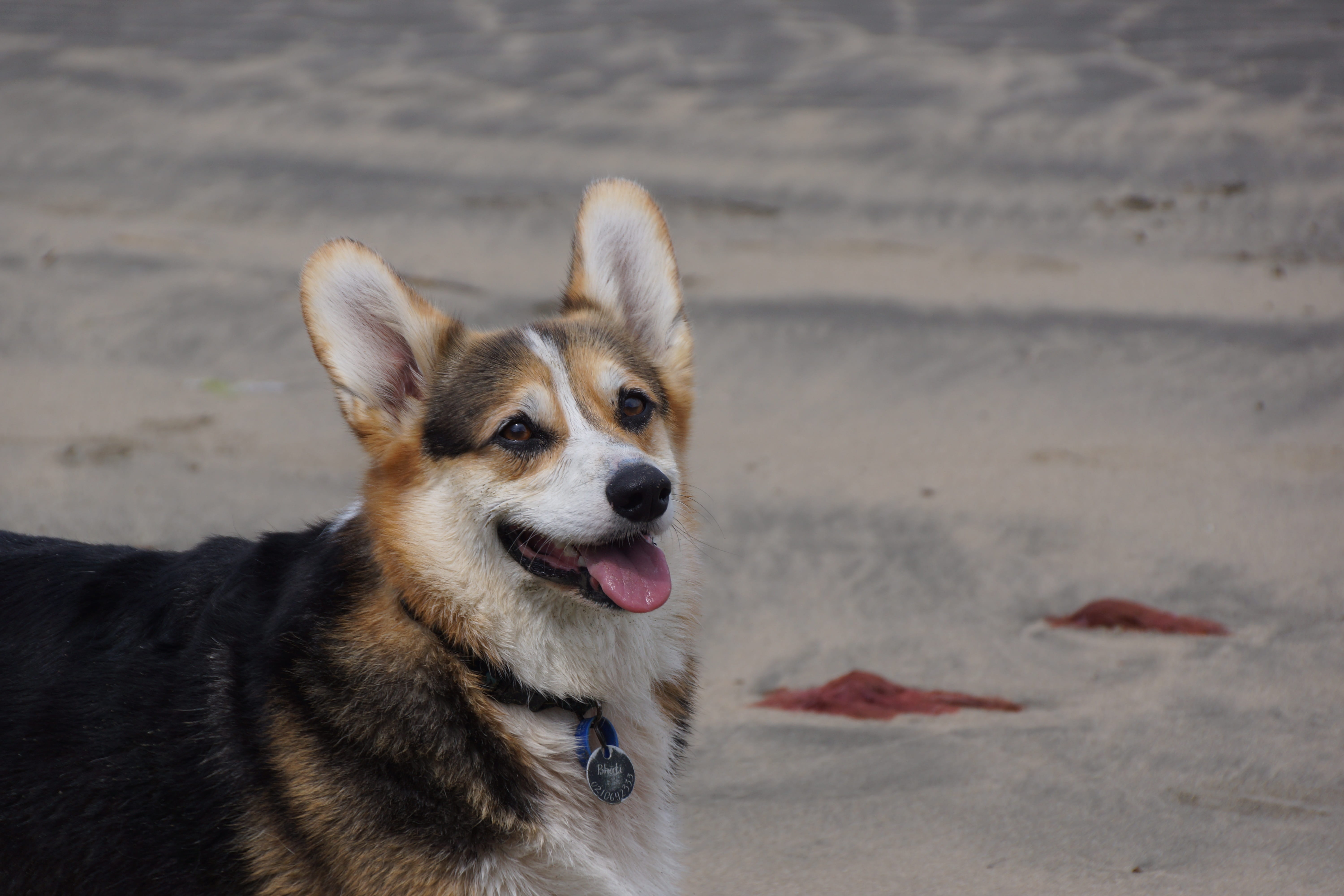 domestic, day, no people, animal tongue, cattle, canine, 5K, focus on foreground, australian, corgi, beach, pets, mouth open, sticking out tongue, mammal, HD Wallpaper