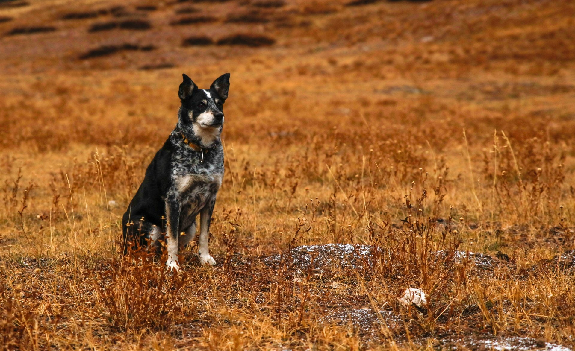 Dog, 1080P, Australian Cattle Dog, Animal, Dogs, HD Wallpaper