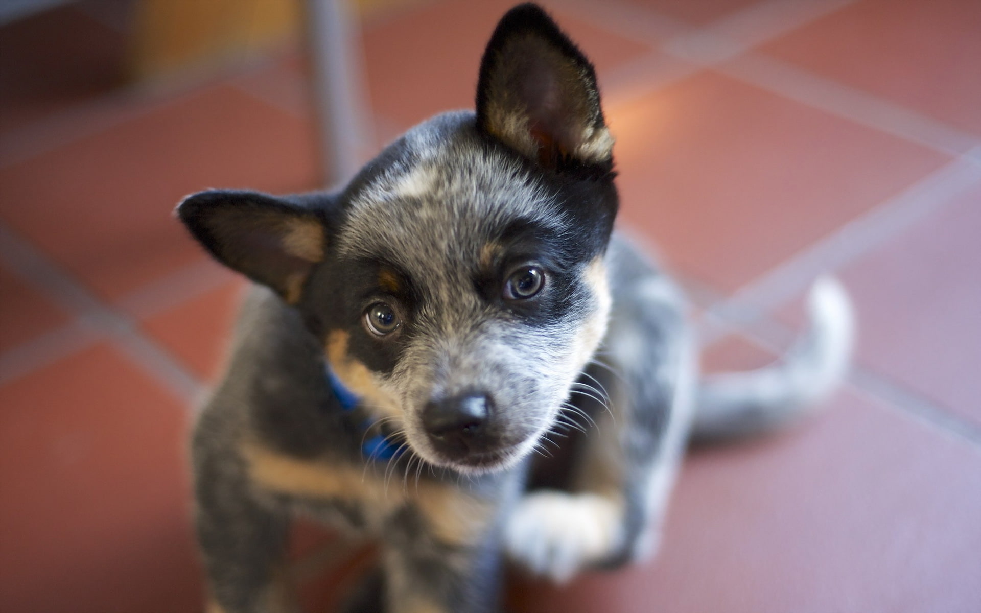 each, look, 1080P, dog, Australian Cattle Dogs, HD Wallpaper
