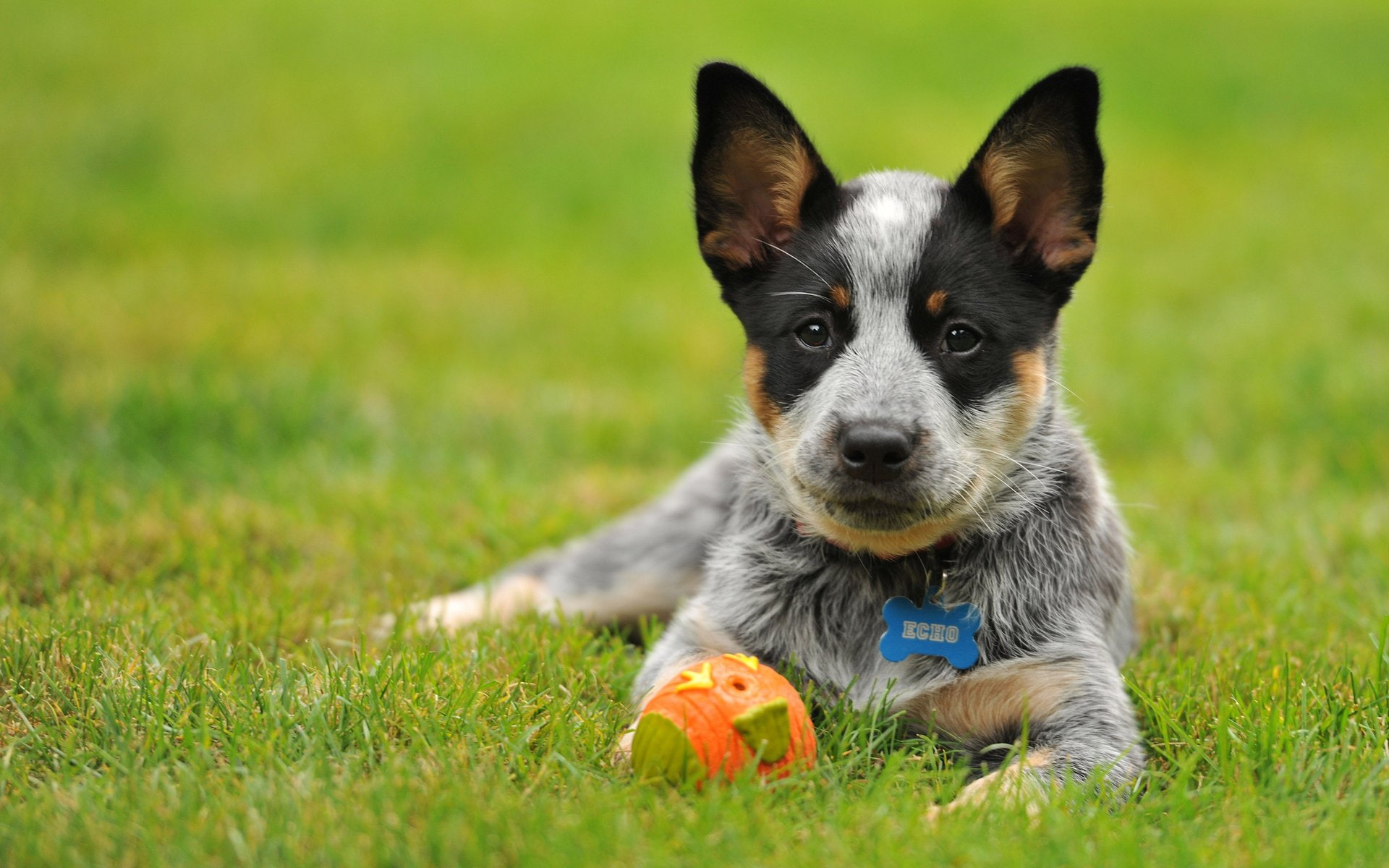 Dog, Australian Cattle Dog, Dogs, 1080P, Pet, Puppy, HD Wallpaper