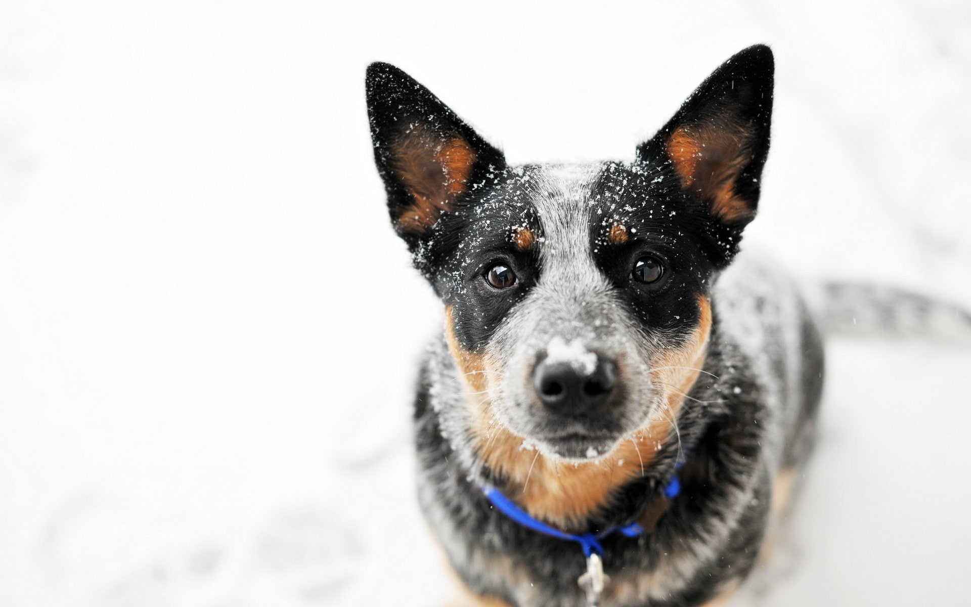 snow, dog, Australian cattle dog, 1080P, Looking At Viewer, HD Wallpaper