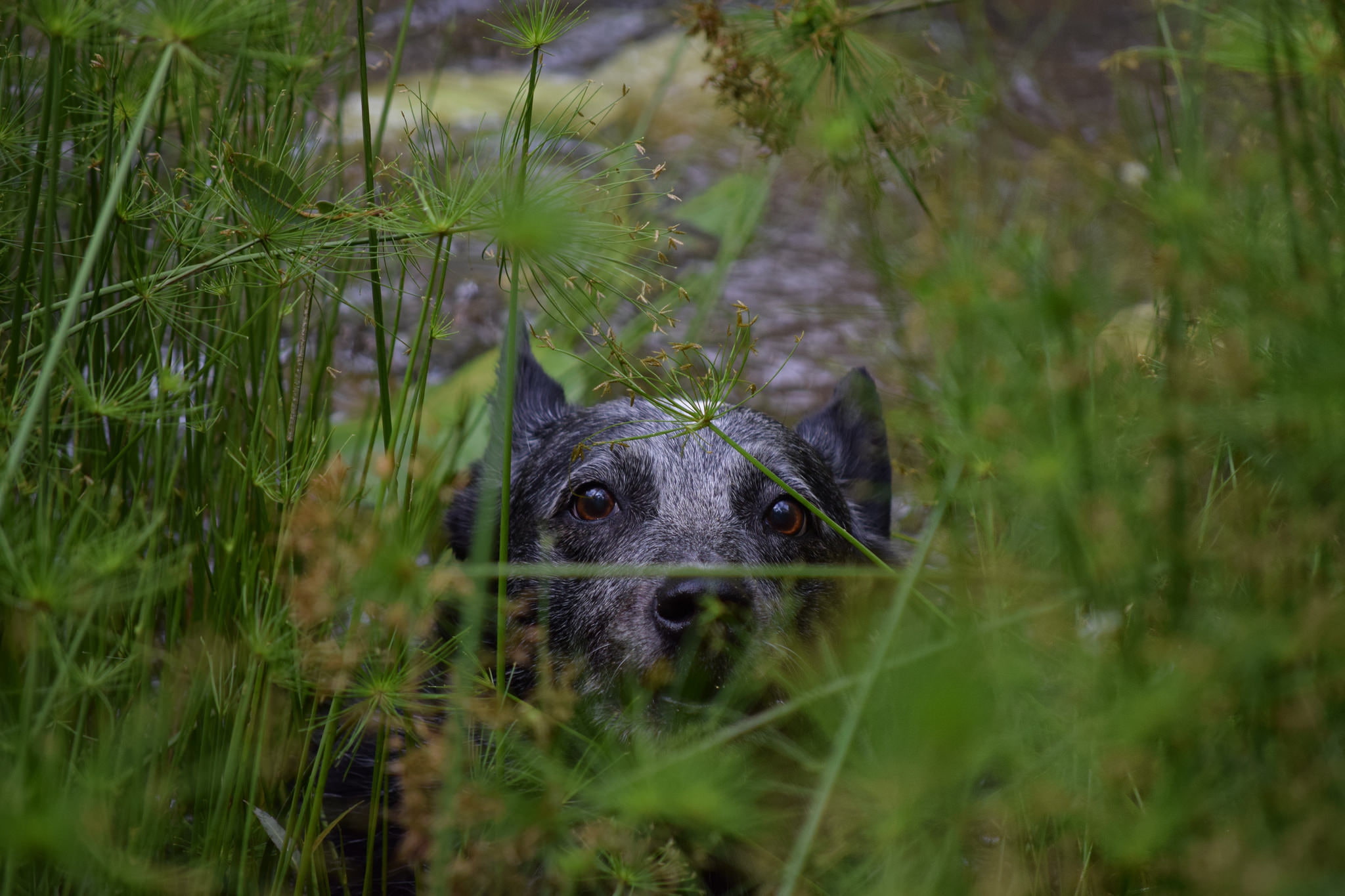 Plant, Stare, Australian Cattle Dog, Dogs, 1080P, Dog, Pet, HD Wallpaper