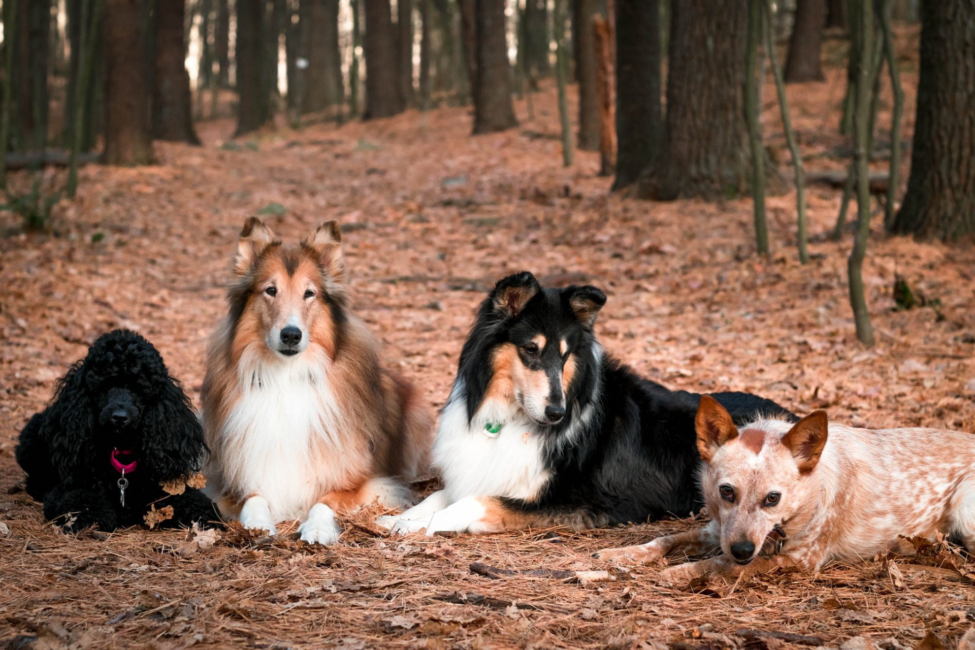 1080P, Australian Cattle Dog, Dogs, Poodle, Shetland Sheepdog, Dog, HD Wallpaper