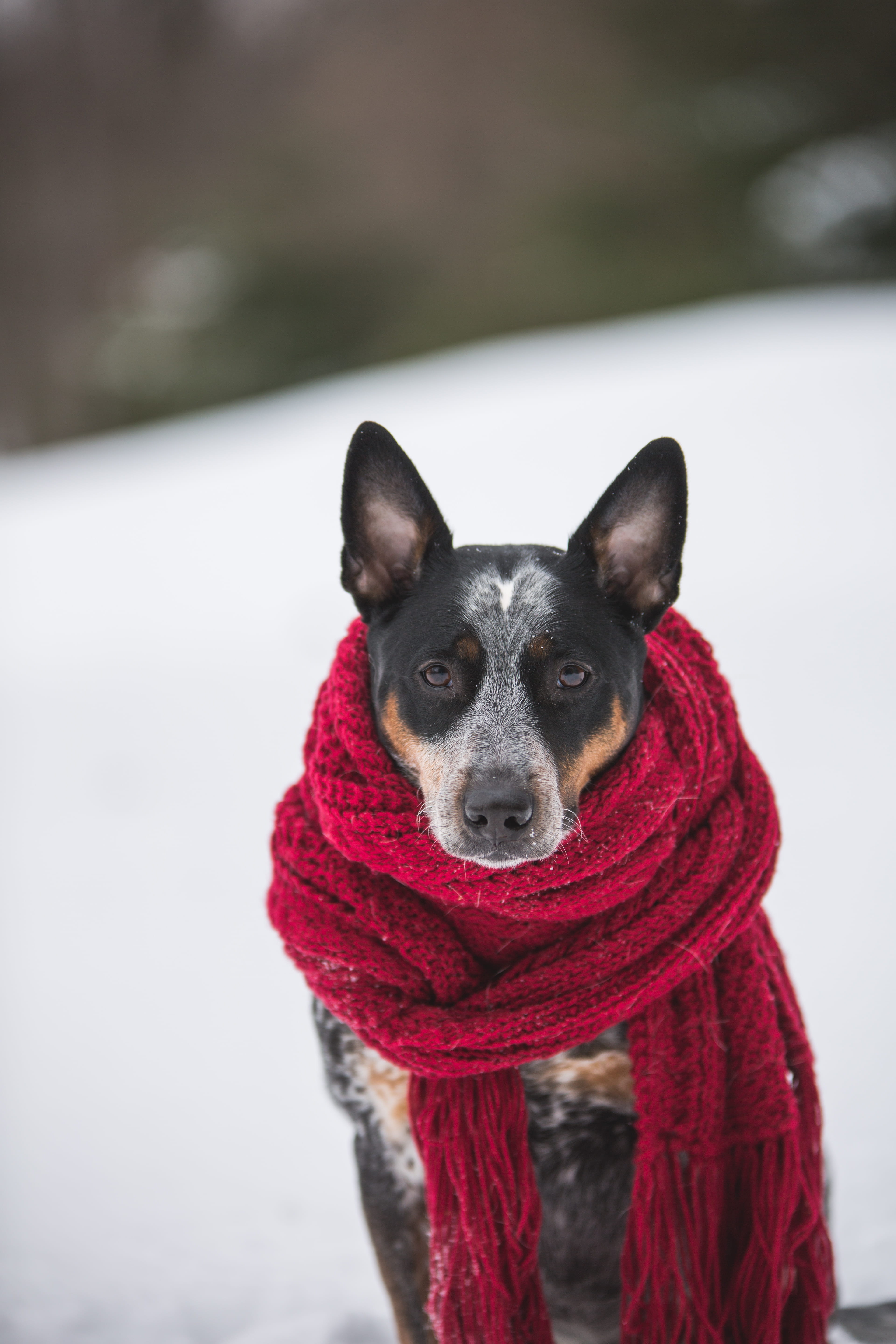 fur, focus, cold, canine, wearing, one animal, mammal, adorable, looking at camera, animal head, puppy, winter, selective, crochet, cold temperature, color, Phone HD Wallpaper