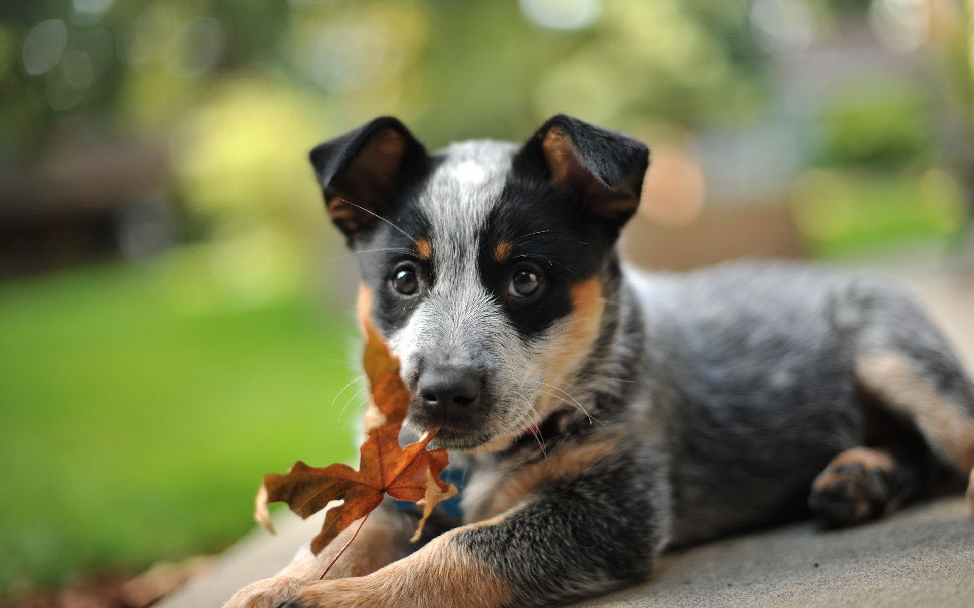 1080P, Puppy, Dogs, Bokeh, Dog, Australian Cattle Dog, Pet, HD Wallpaper