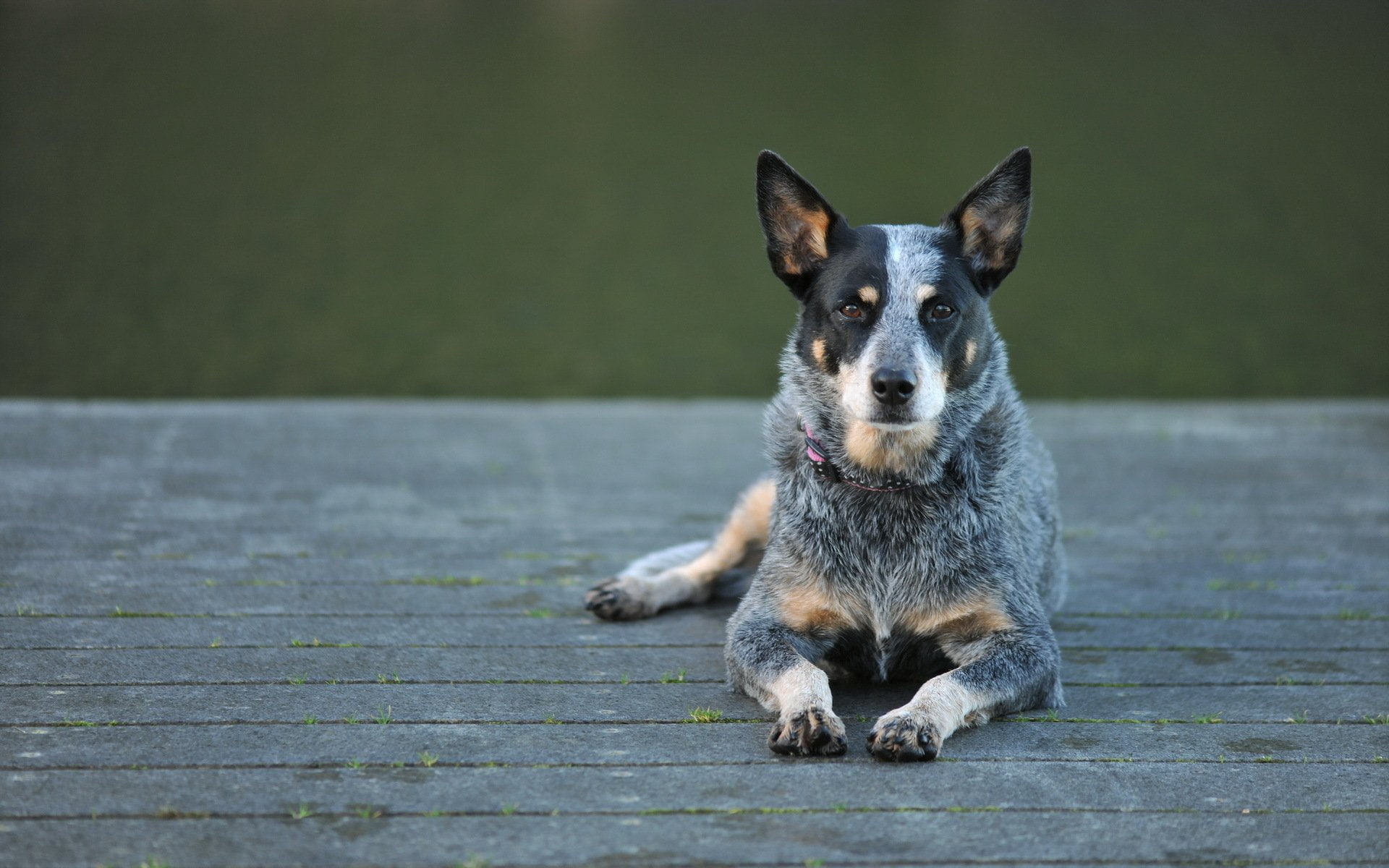 dog, art, 1920x1200 px, x, Australian cattle dog, australian, video, halo, 1080P, px, cattle, hd, games, HD Wallpaper