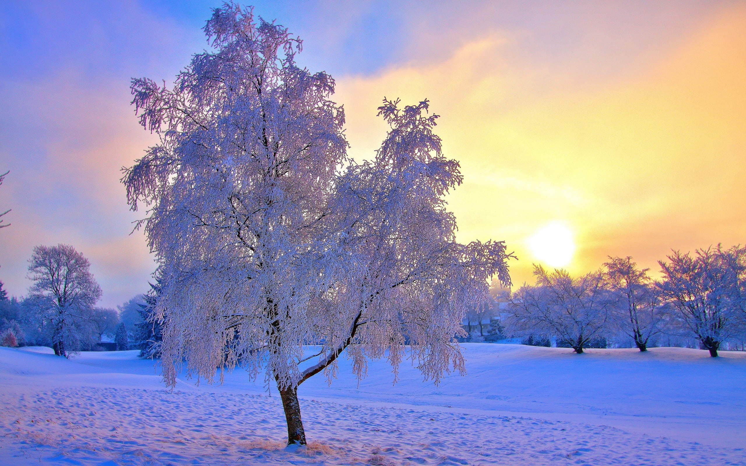 Winter, Sun, Frost, Snow, Sky, 2K, Mist, Trees, HD Wallpaper