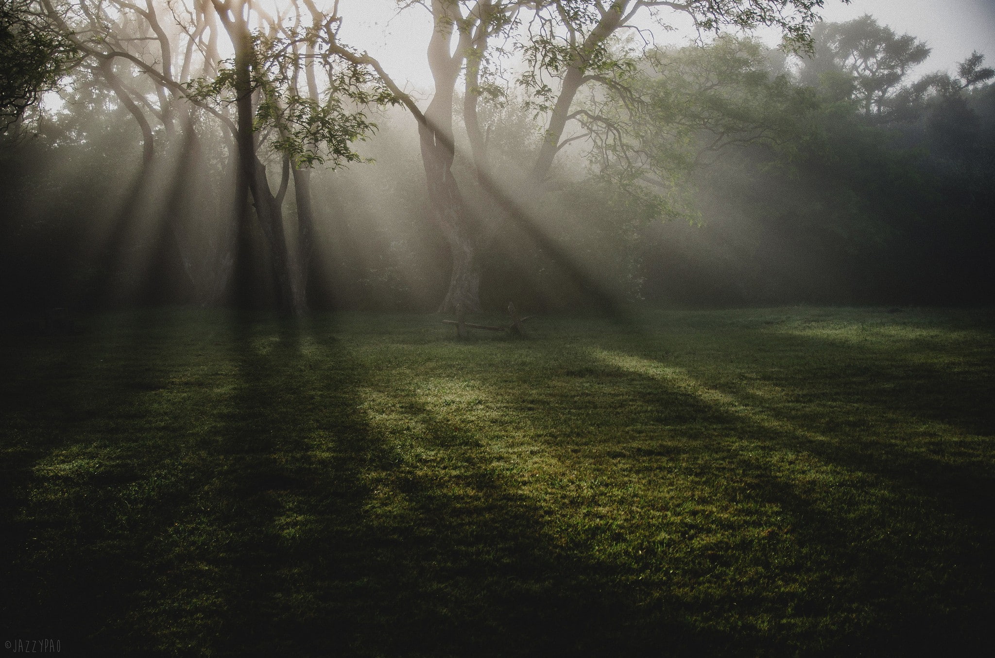 shadow, mist, trees, landscape, sun rays, evening, grass, 1080P, HD Wallpaper