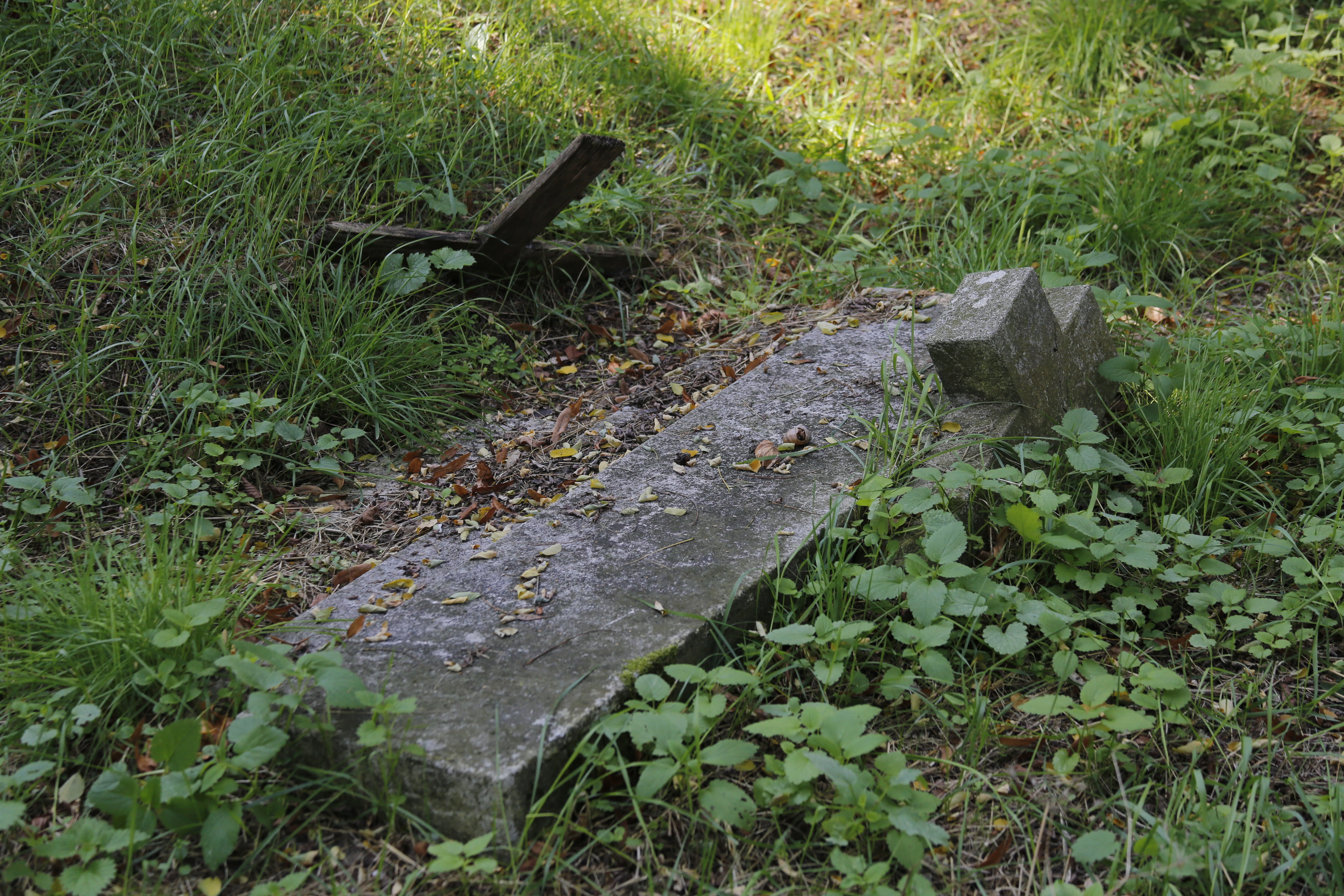 world war ii, land, destroyed cemetery, day, field, no people, tranquility, beauty in nature, moss, high angle view, leaves, growth, poland, plant part, HD Wallpaper
