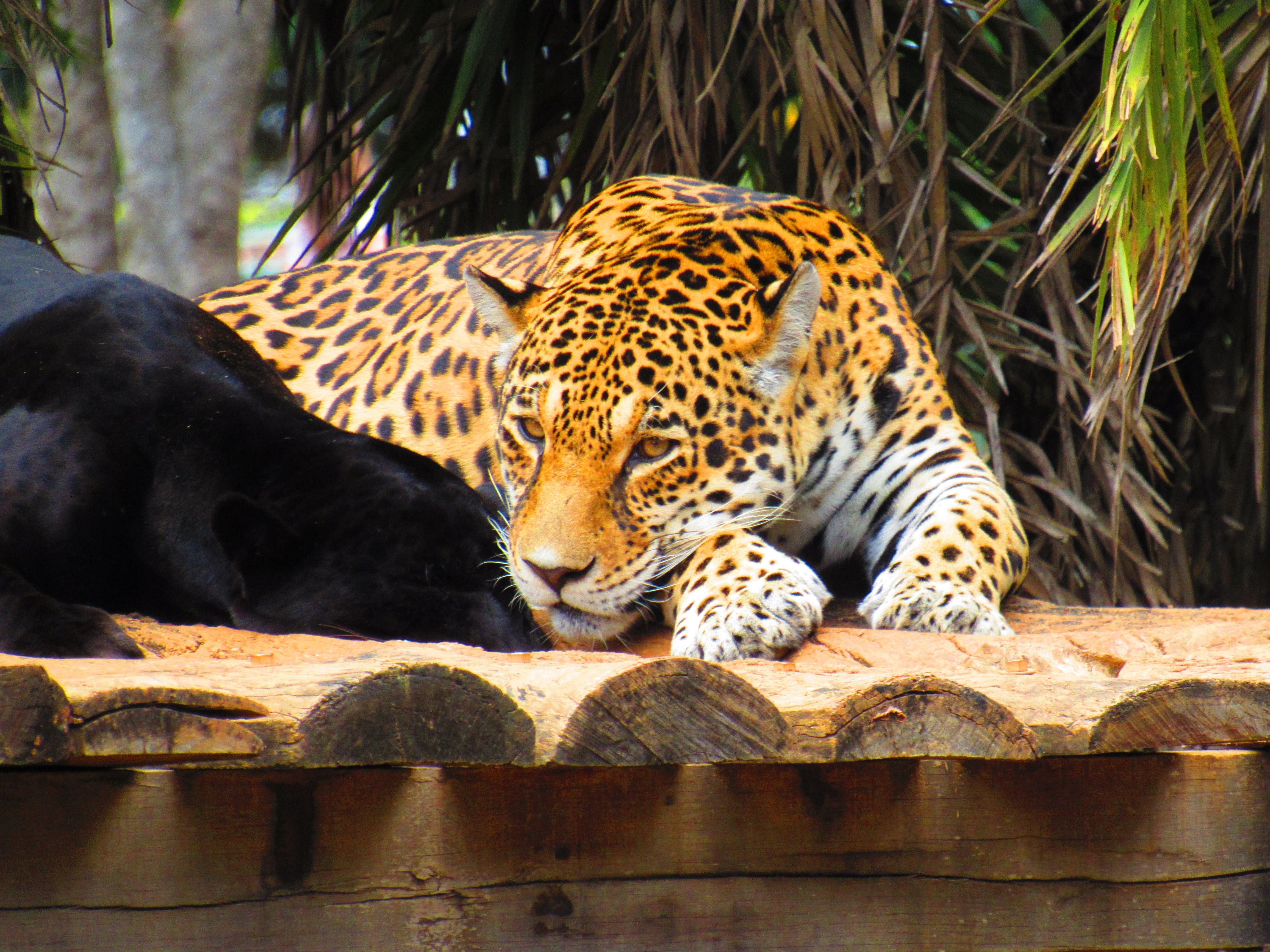 animal markings, ounce, animal themes, vertebrate, cat, zoo, no people, big cat, relaxation, leopard, whisker, pets, mammal, carnivora, nature, animal wildlife, HD Wallpaper