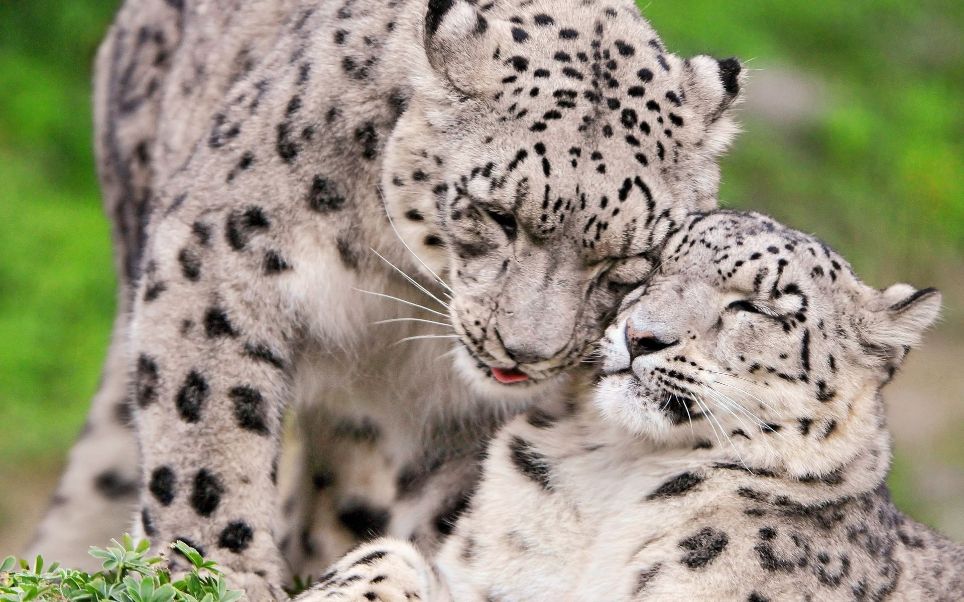 affection, pair, 1080P, or snow leopards, Ounces, HD Wallpaper