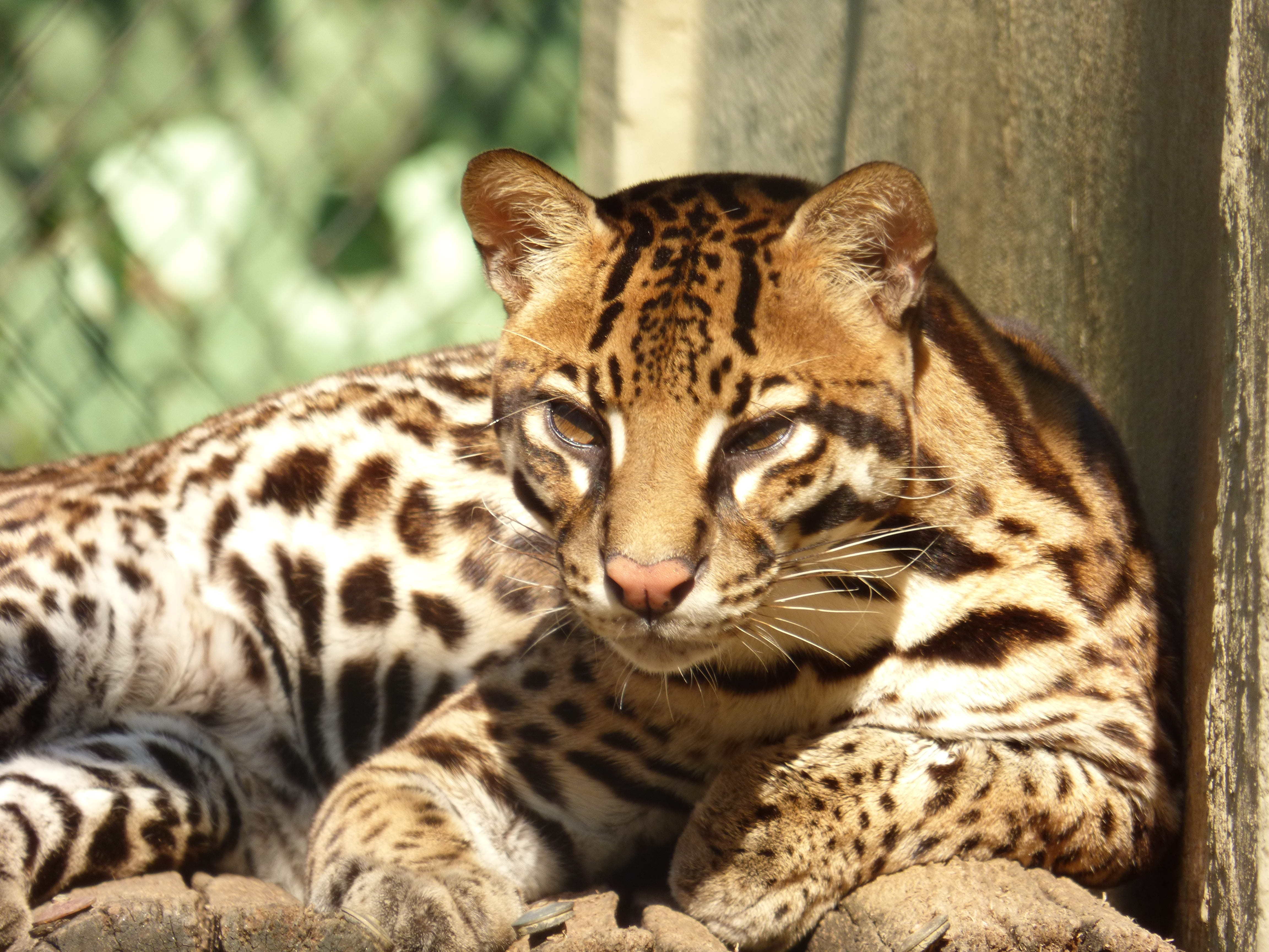 animals in the wild, 4K, outdoors, animals in captivity, carnivora, day, one animal, tiger, no people, mammal, ocelot, focus on foreground, animal wildlife, HD Wallpaper