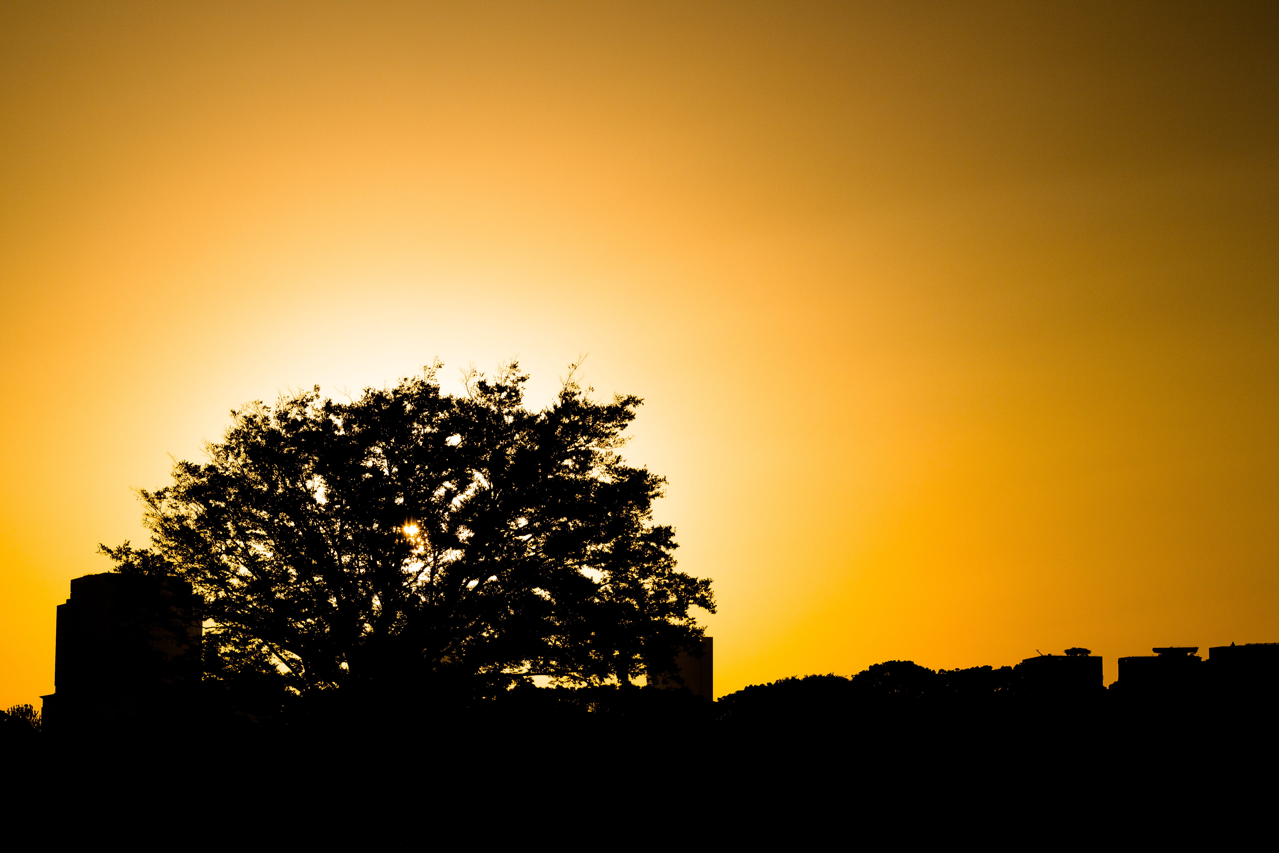scenics - nature, yellow, orange color, tokyo, idyllic, landscape, architecture, tranquility, outdoors, tree, silhouette, plant, sky, nature, imperial palace, HD Wallpaper