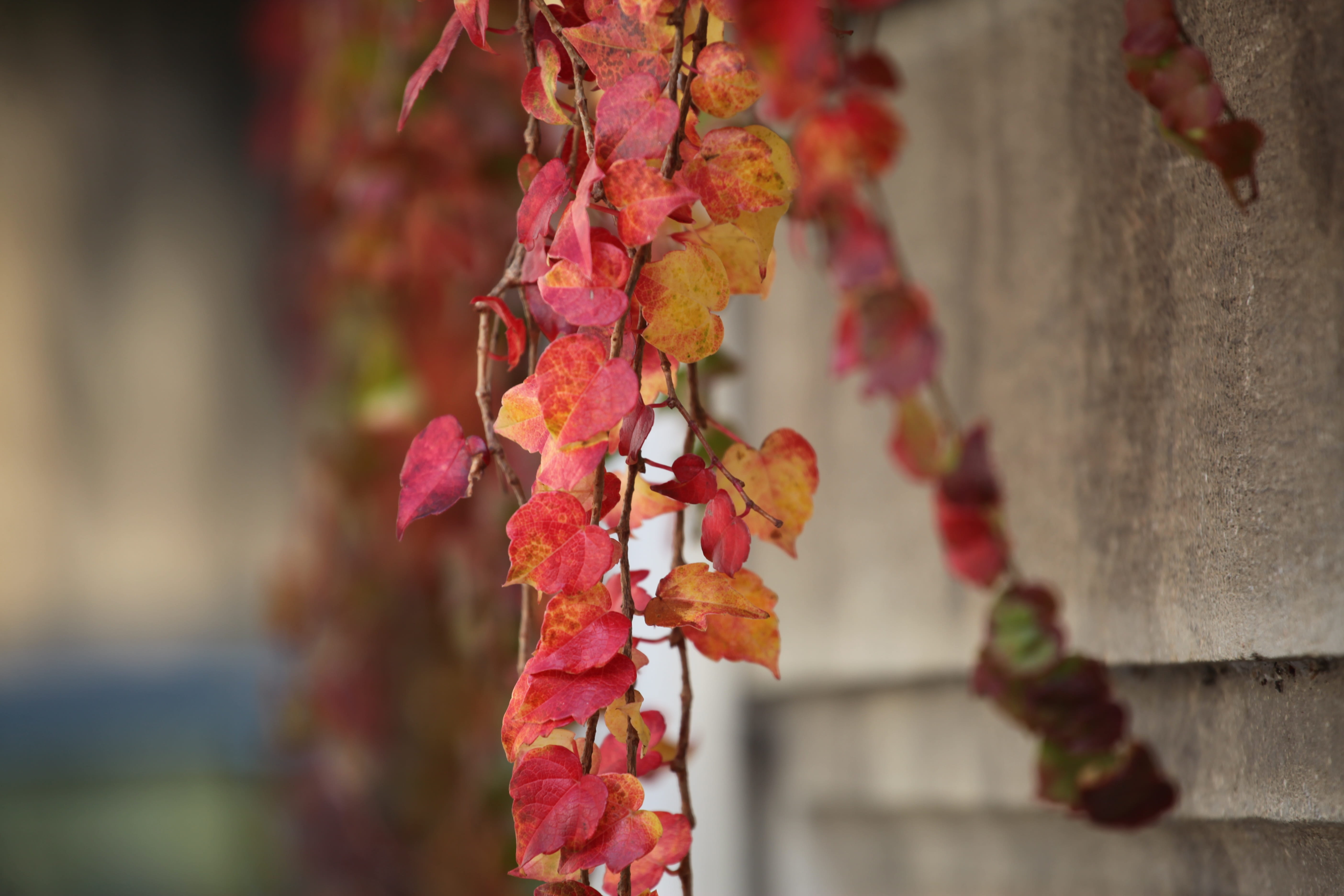 plant part, tree, close-up, akiba, nature, the leaves, selective focus, maple, beauty in nature, 5K, red, no people, outdoors, freshness, plant, focus on foreground, HD Wallpaper