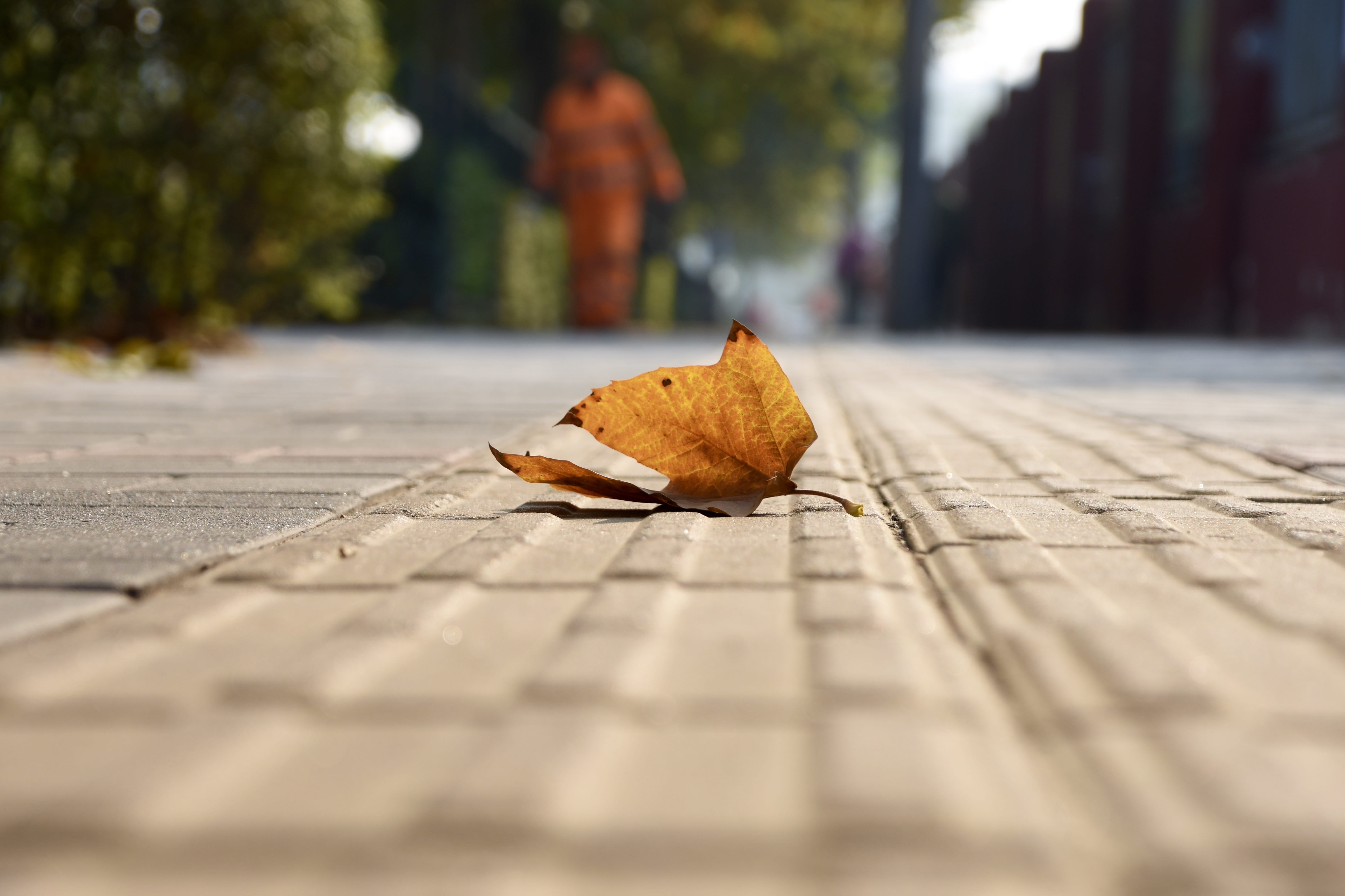 maple, akiba, animal themes, surface level, tree, dry, the way forward, 5K, close-up, sunlight, plant part, no people, leaf, autumn, rather critical, animal, HD Wallpaper