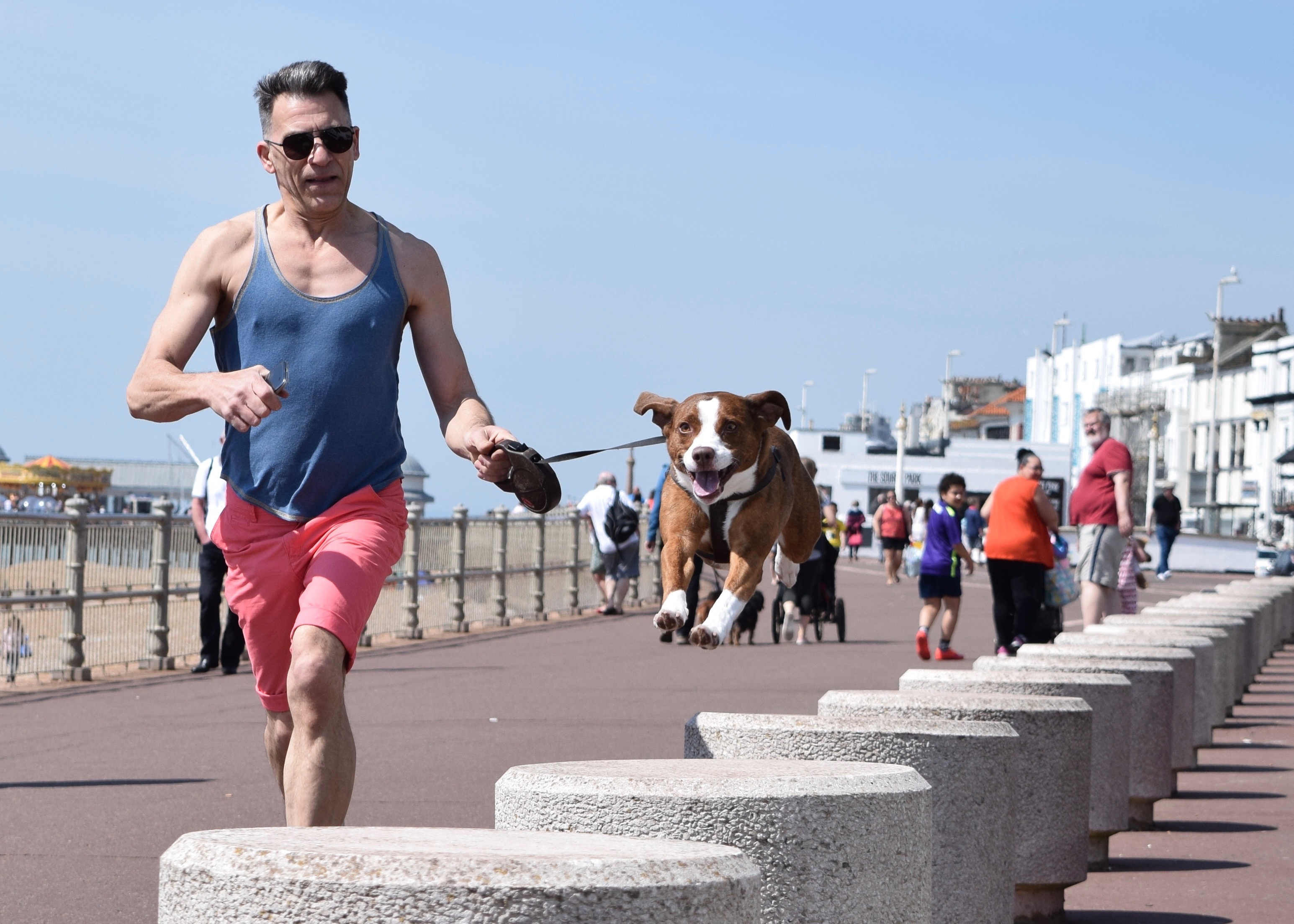 front view, one animal, day, blocks, domestic animals, run, real people, shorts, brown, mammal, dog walker, animal, men, sunlight, running, blue, vertebrate, HD Wallpaper