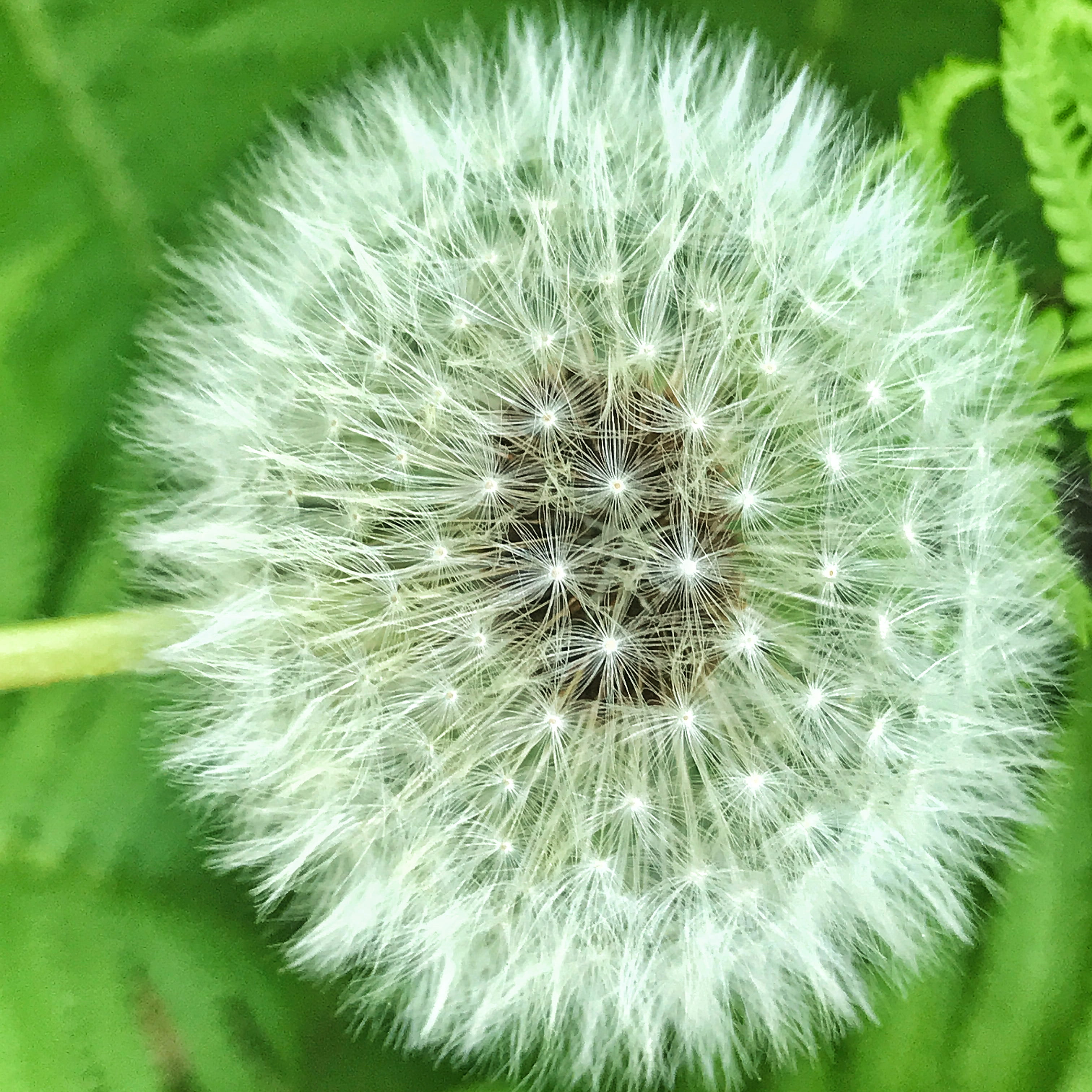 beauty in nature, 2K, focus on foreground, day, no people, close-up, softness, nature, flowering plant, white color, flower head, hastings, dandelion fluff, Phone HD Wallpaper