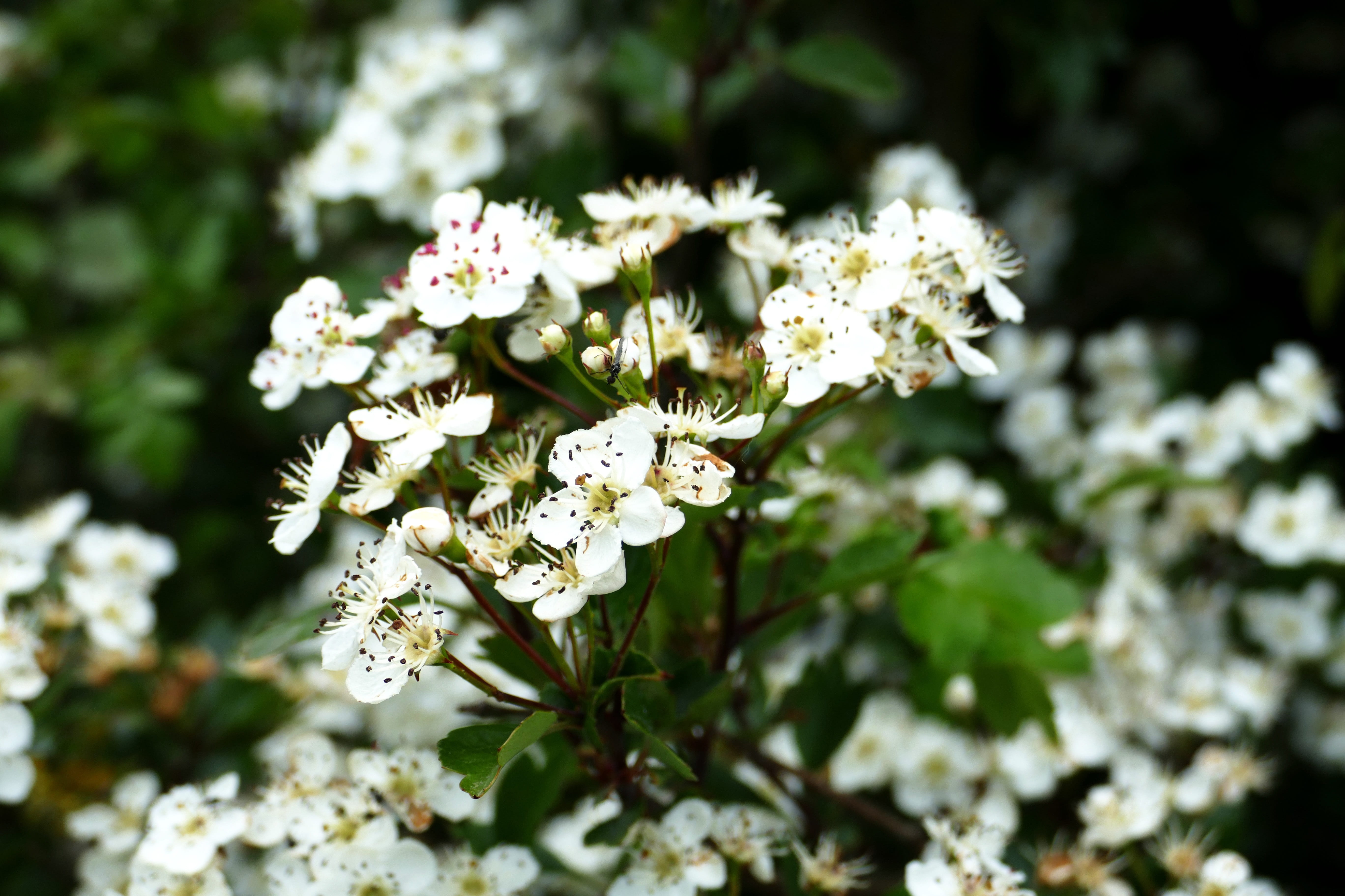 close-up, pollen, branch, abstract, outdoors, white, flowering plant, 5K, cherry wood, bouquet, inflorescence, tree, flower head, brighton, vulnerability, HD Wallpaper