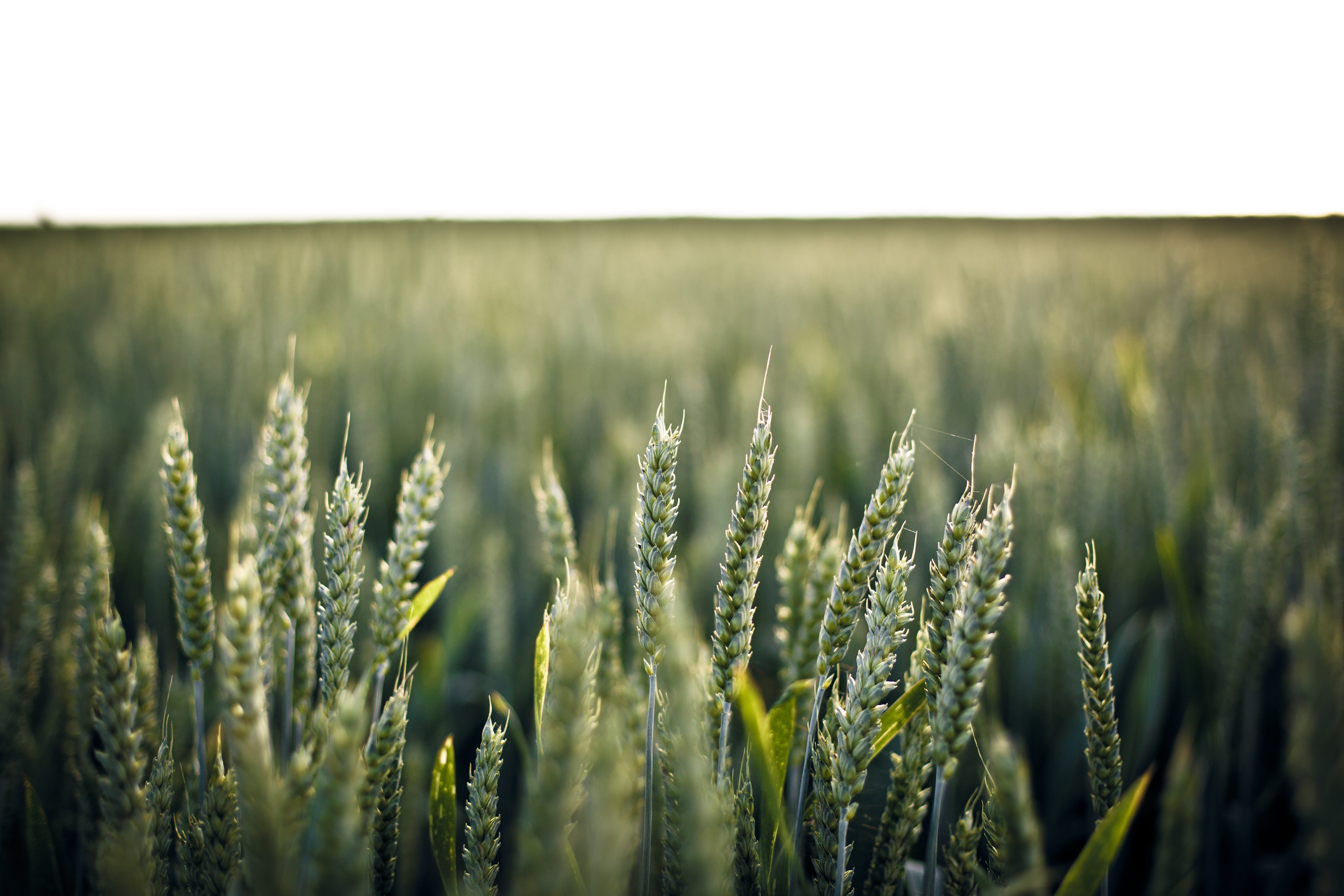 plant, rural scene, beauty in nature, blur, 5K, field, environment, cereals, green, focus, day, grain, sky, royalty  images, no people, agriculture, wheat, HD Wallpaper
