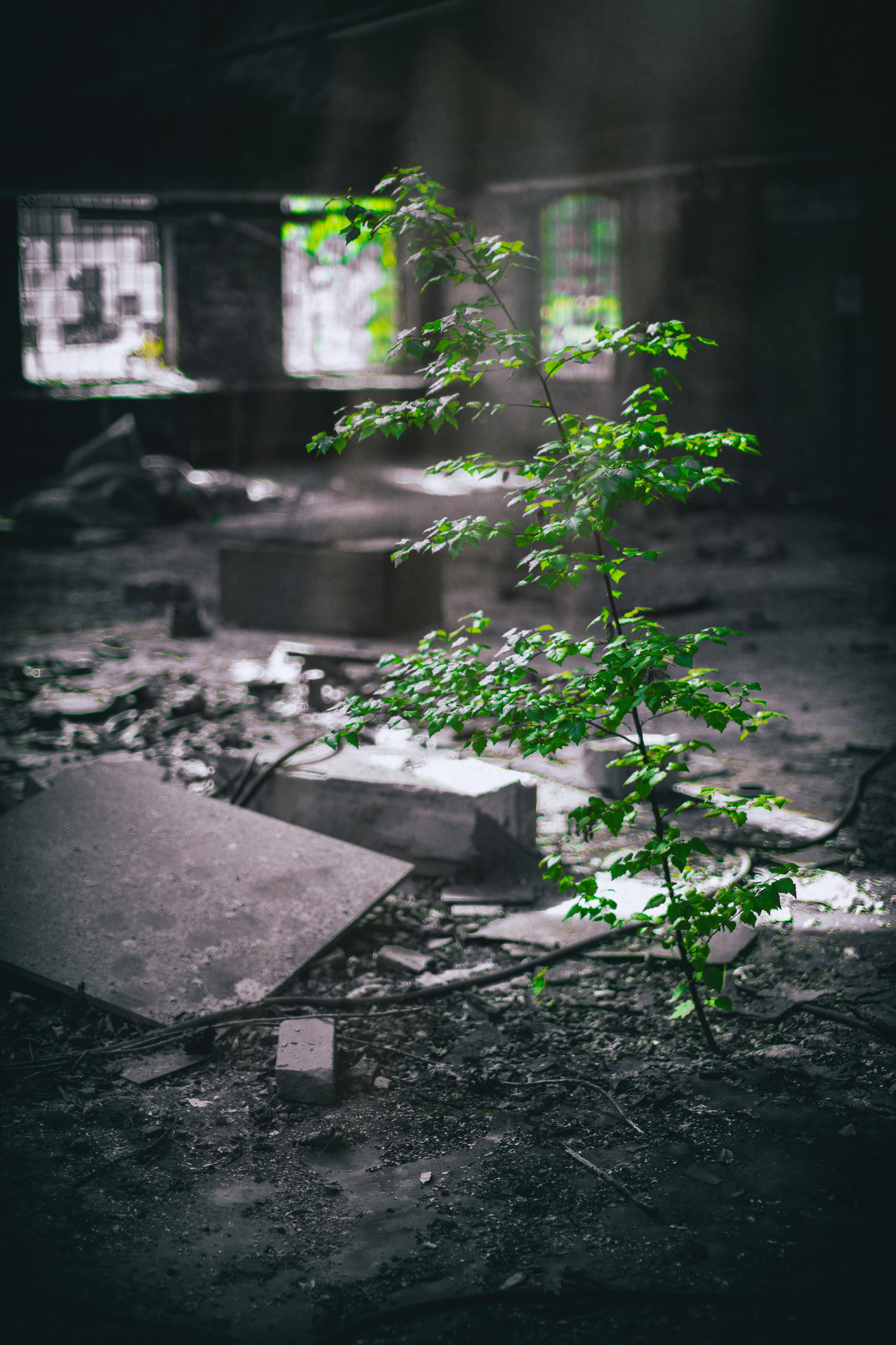 day, lost place, no people, close-up, germany, plant part, black, plant, water, outdoors, building, growth, lost places, urban exploration, grave, dark, Phone HD Wallpaper