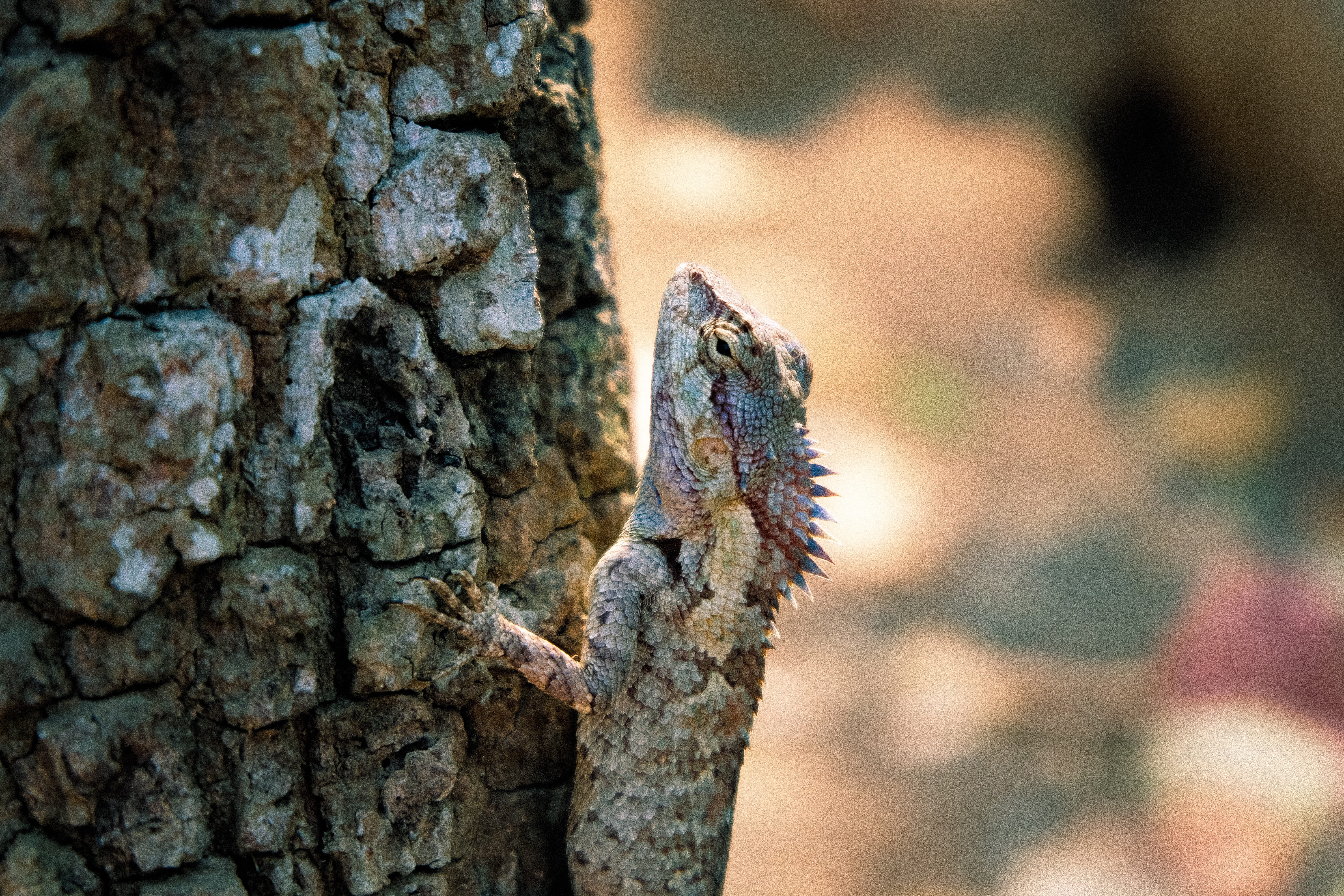 ground, outdoors, animal, reptile, gray, one animal, cliff, lizard, finger, insect, animal wildlife, nature, animal themes, textured, trunk, green lizard, HD Wallpaper