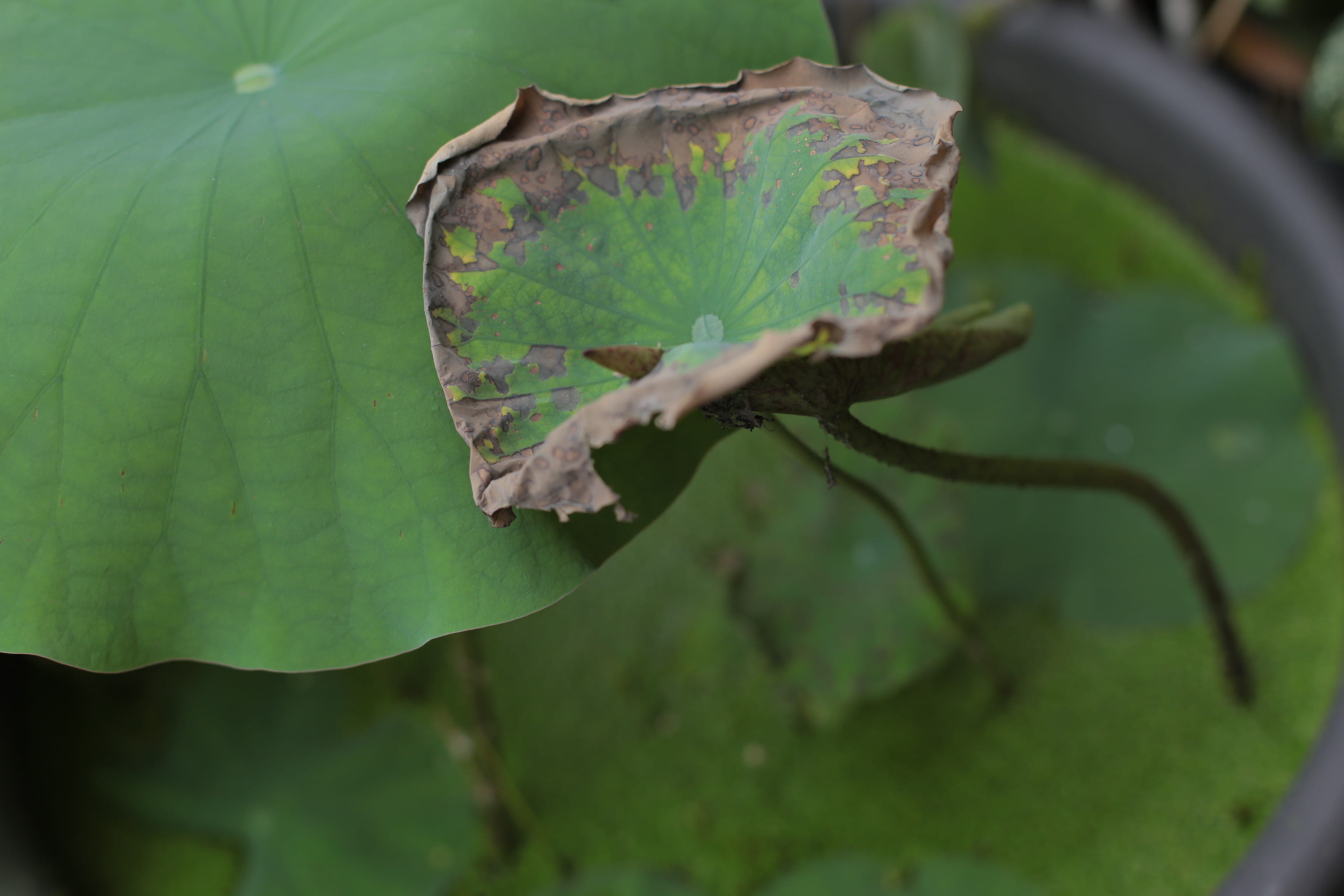 fern, rust, day, veins, lily, tree, outdoors, leaf, leaves, lizard, pond lily, 2K, crystal, green lizard, growth, natural condition, reptile, fragility, HD Wallpaper
