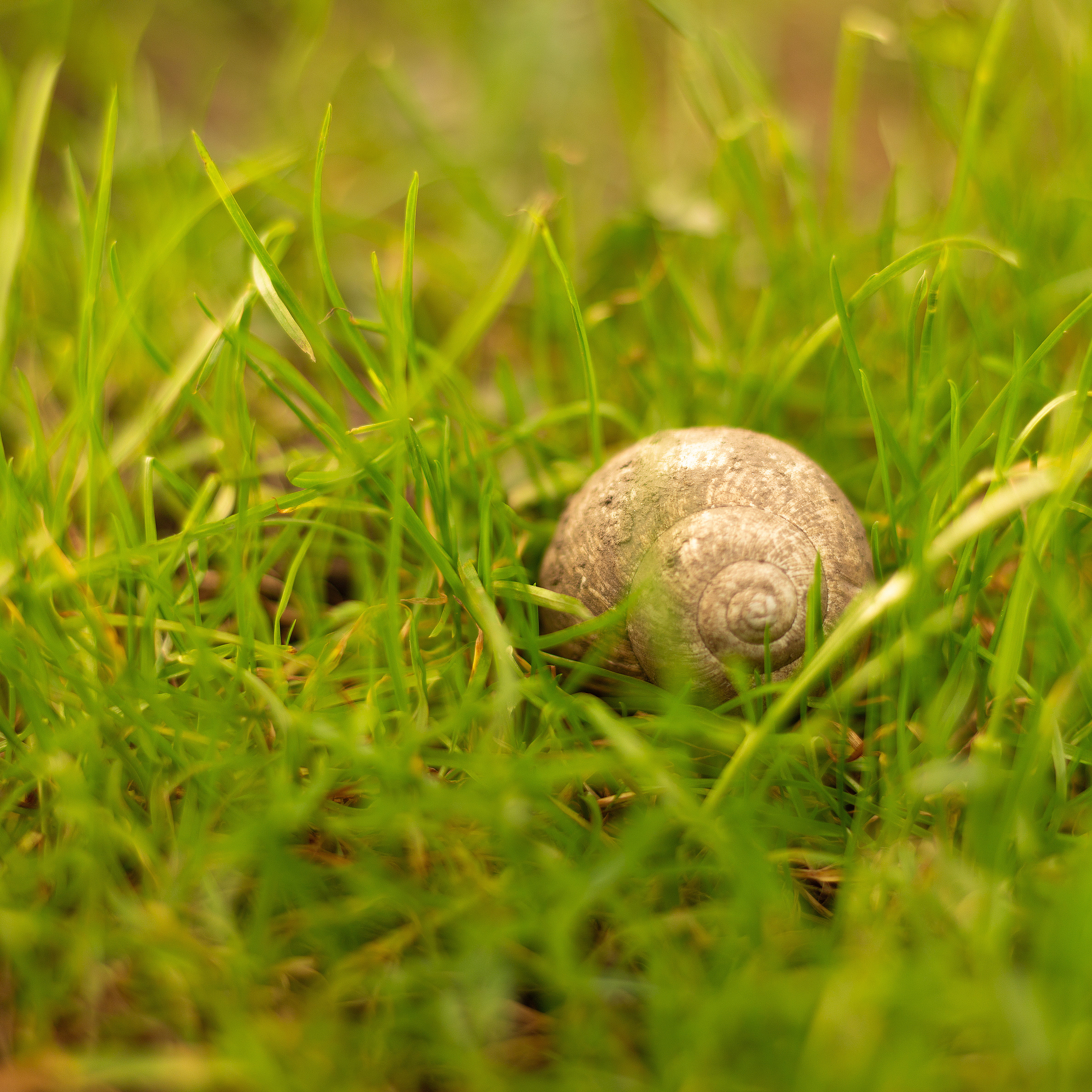 4K, mammal, selective focus, slug, photography, snail, small, sports, field, animals in the wild, tennis, plant, growth, day, ball, animal shell, animal, Phone HD Wallpaper