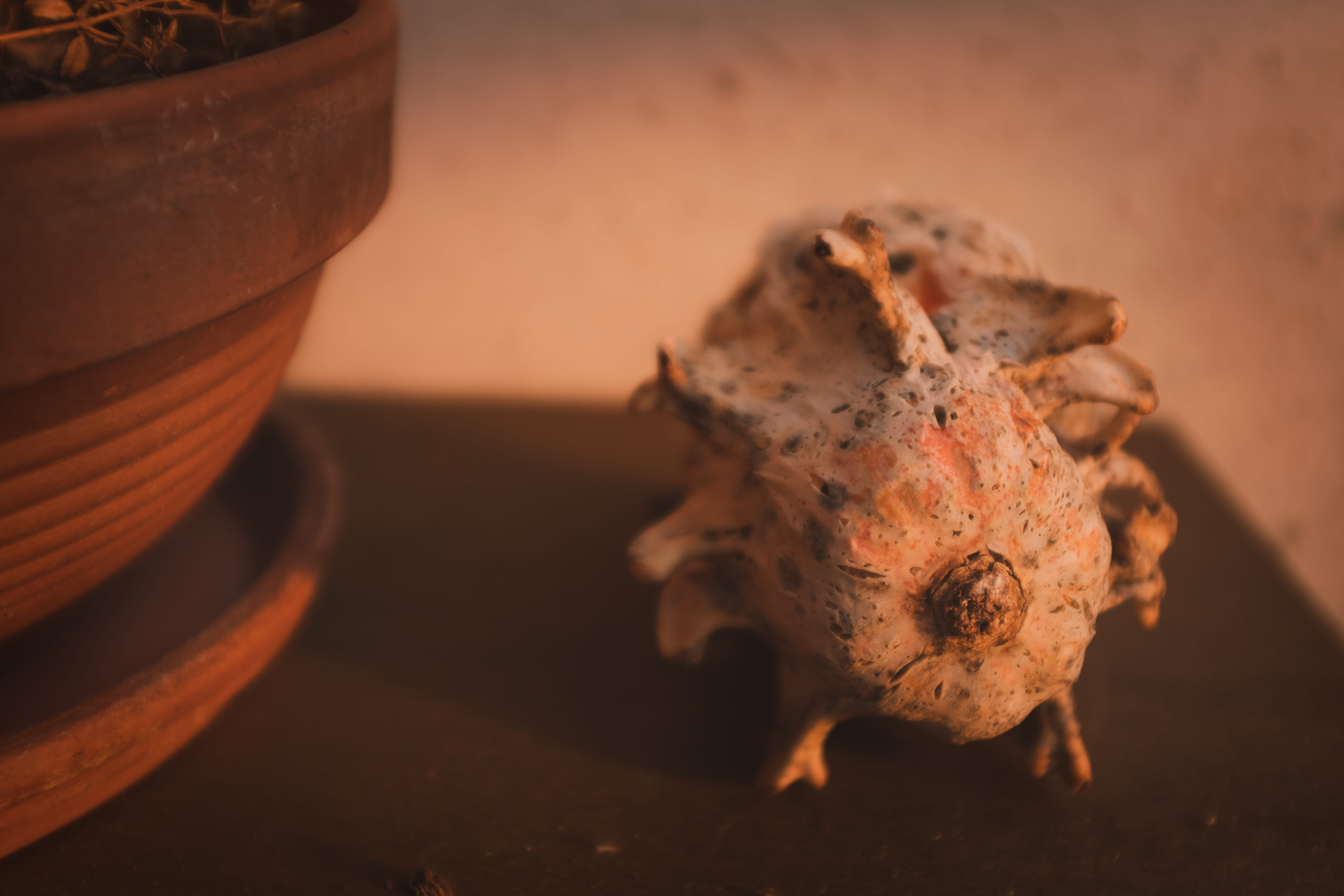 close-up, pumpkin, nature, plant, sponge animal, cricket insect, sphere, surface, table, orange color, still life, history, ellow, animal wildlife, no people, HD Wallpaper