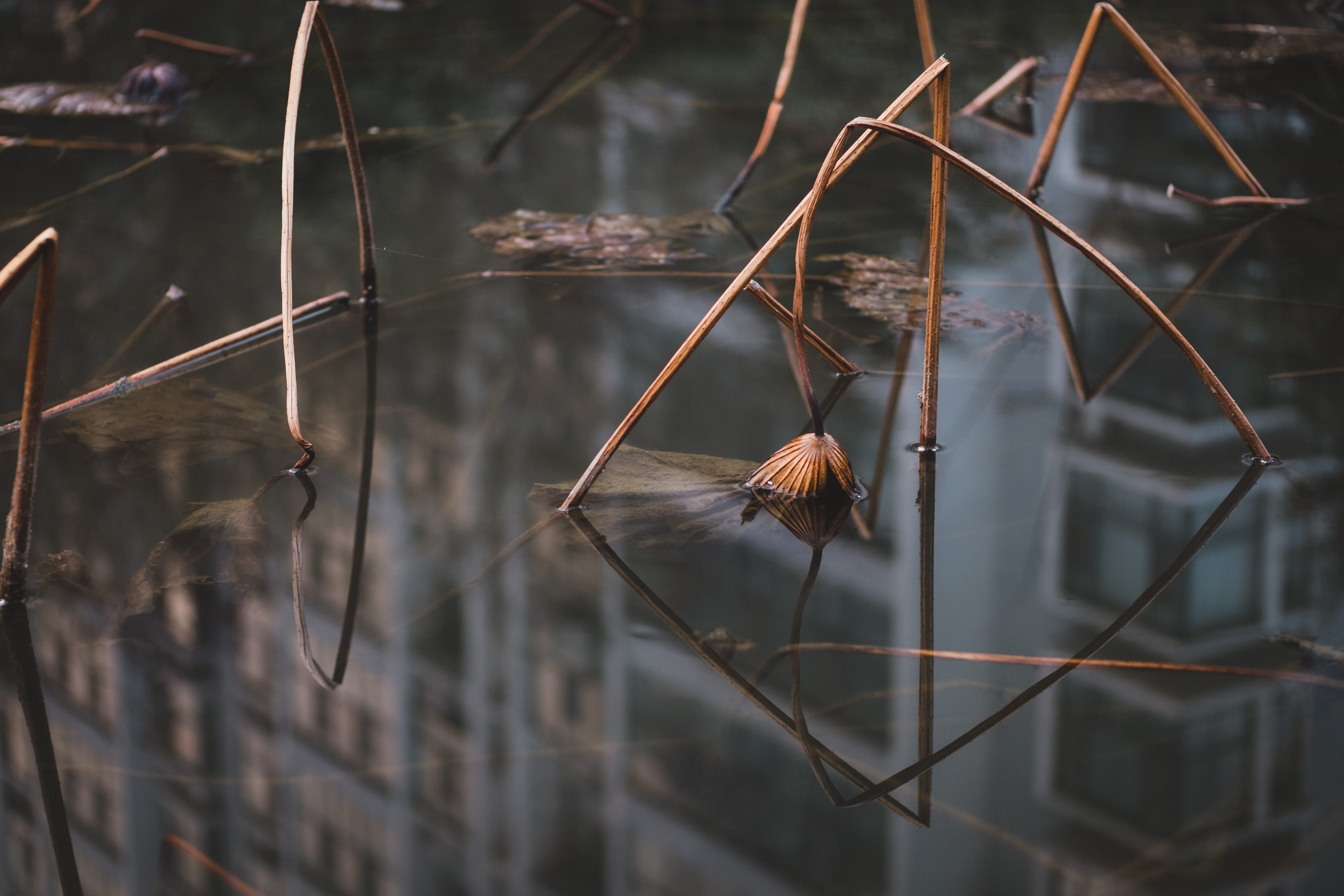 pond, rust, water, ripple, marsh, scenery, land, lake, day, insect, plant, outdoors, plant stem, 5K, dried plant, close-up, animal, selective focus, no people, HD Wallpaper