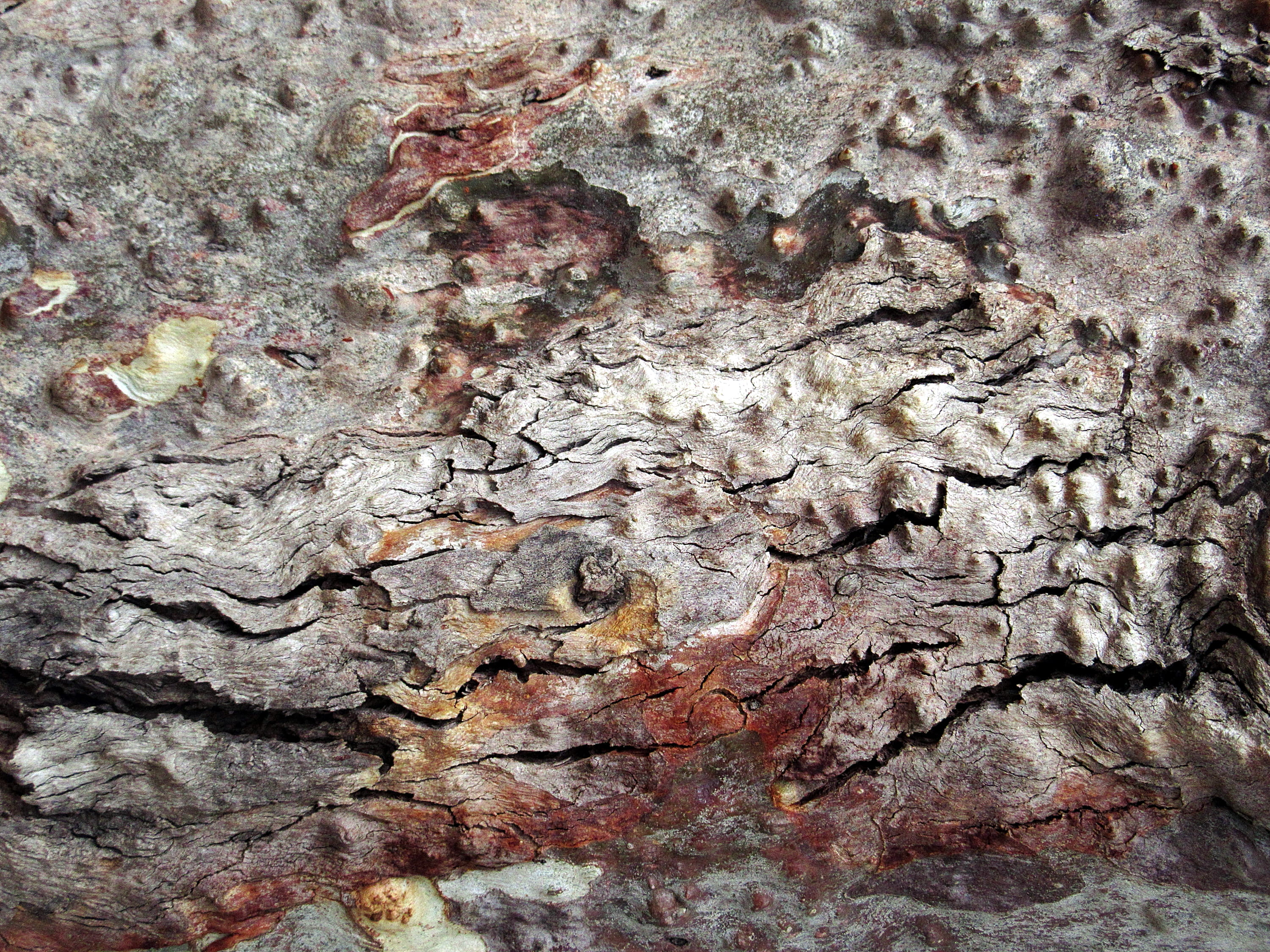 textured, bark, algae, rock - object, trunk, natural pattern, reptile, day, outdoors, leaf, soil, plant, wood, close, cricket insect, tree, photography, HD Wallpaper