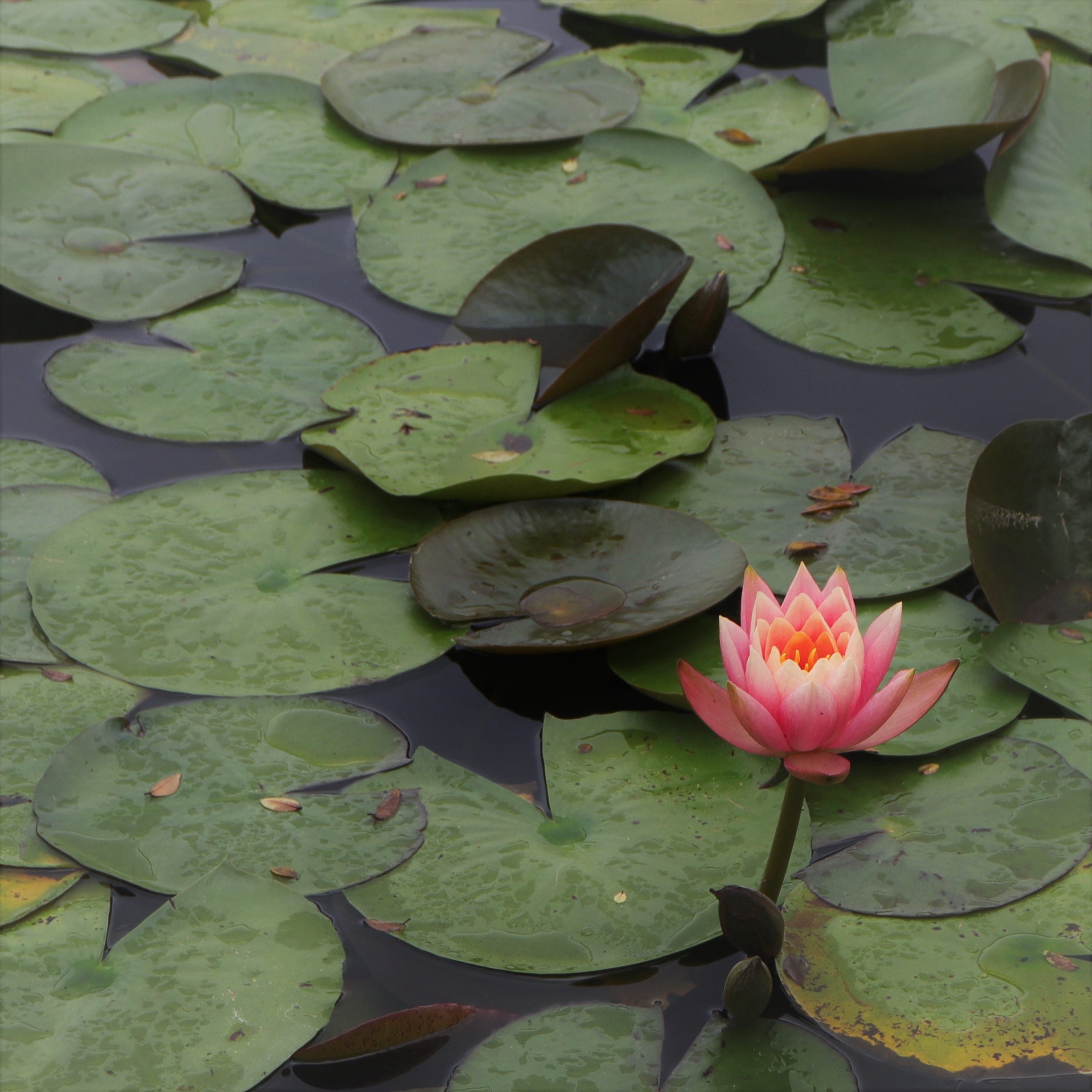 body, swamp, floating on water, flower head, leaves, green, non, natural, freshness, underwater plants, plants, greenness, plant, growth, pink color, the water drops, Phone HD Wallpaper