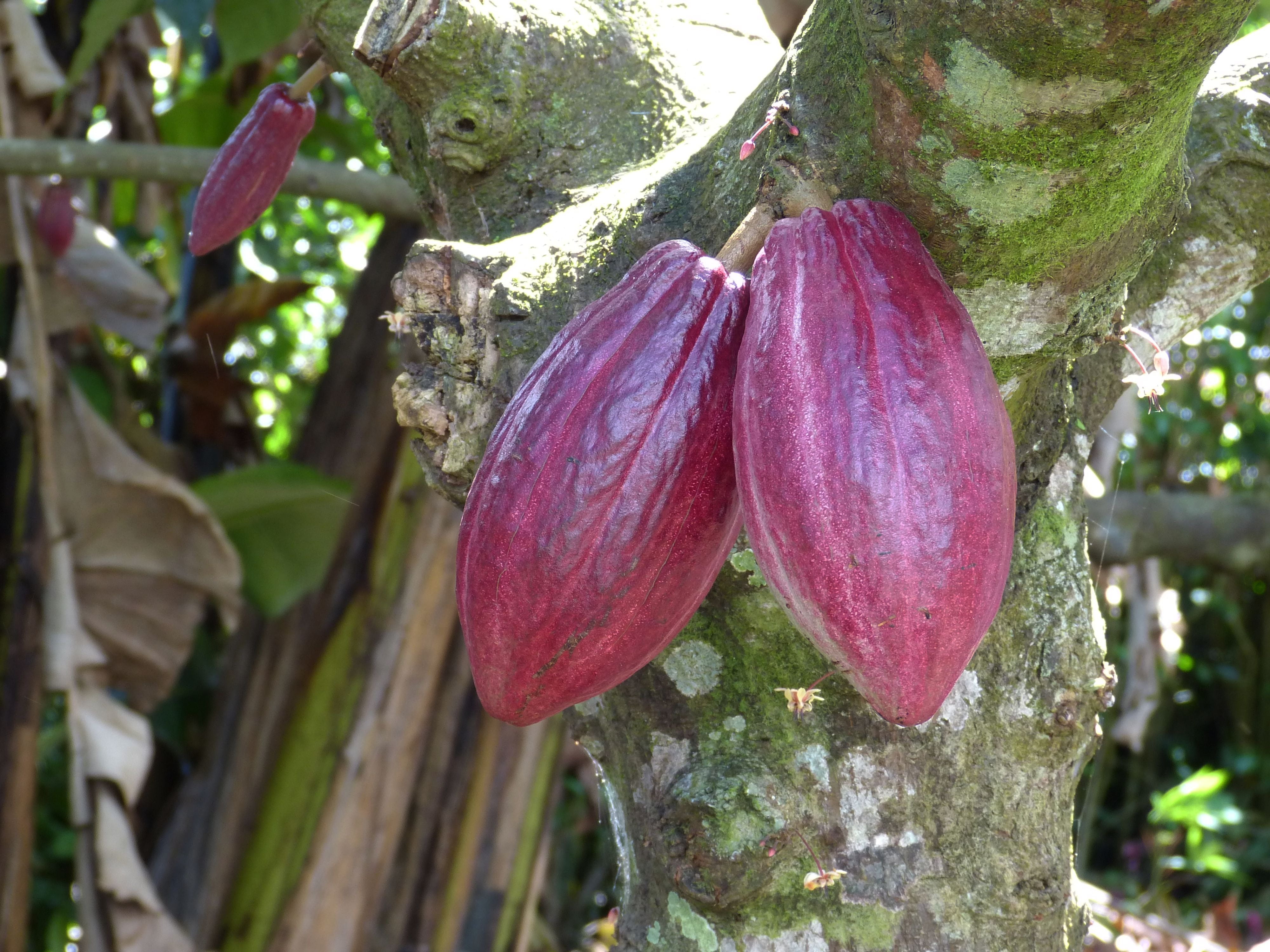 ripe, freshness, tree, day, food and drink, 4K, plant, healthy eating, flower, food, green color, tropics, nature, cocoa, beauty in nature, no people, HD Wallpaper