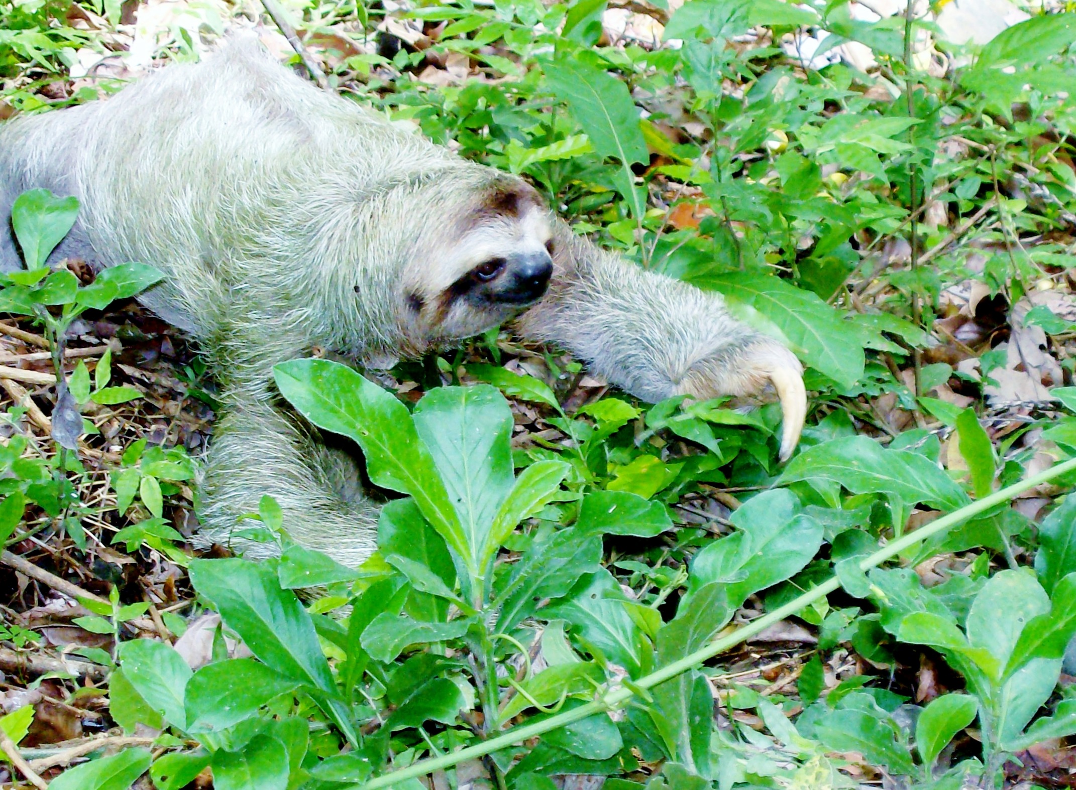 cost rica, outdoors, animal, animal wildlife, relaxation, plant, leaves, land, sloth, nature, one animal, no people, animal themes, animals in the wild, HD Wallpaper