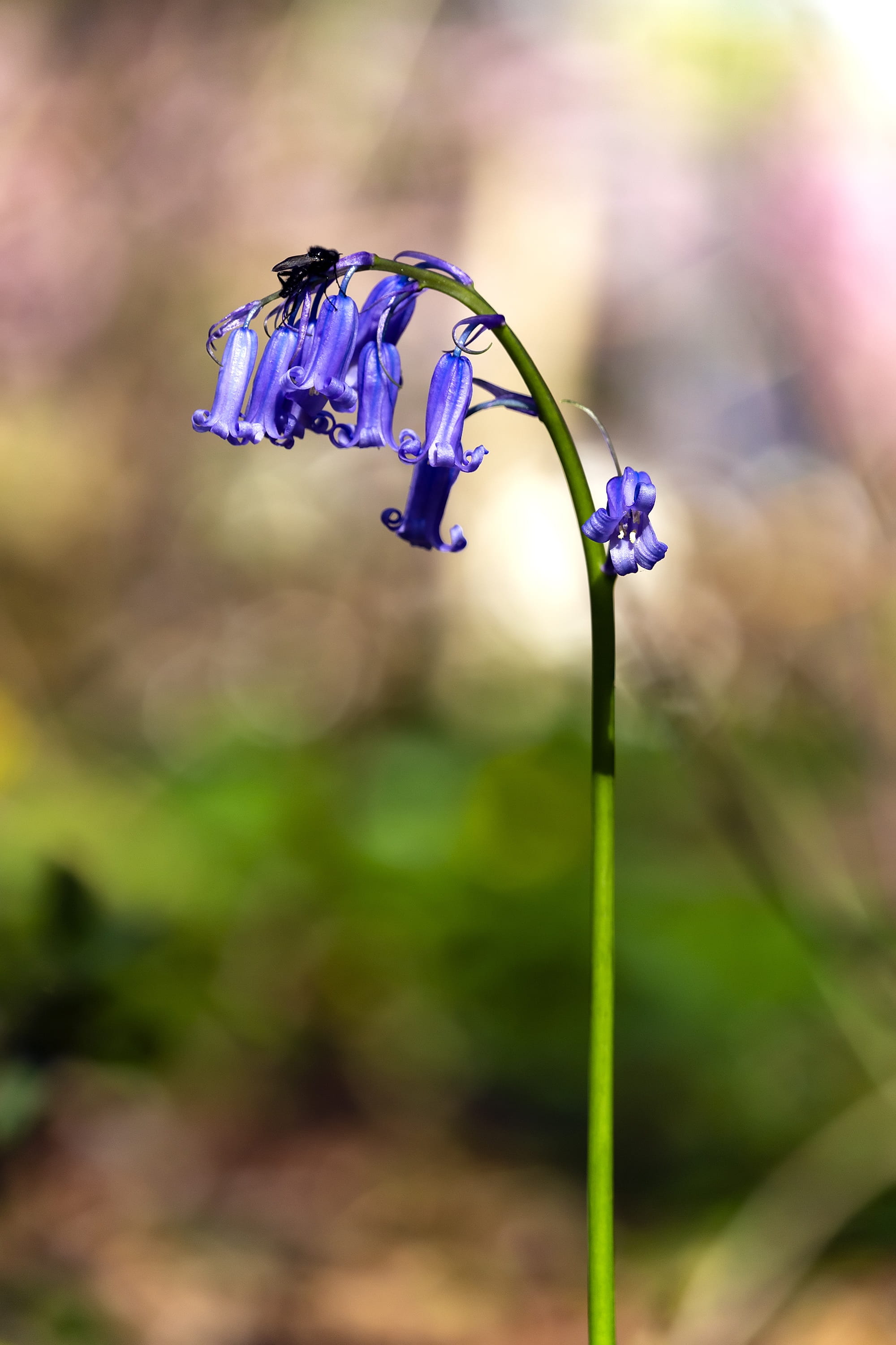 vulnerability, flower head, fragility, blur, plant, costs, outdoors, flower, colorful, beauty in nature, no people, growth, nature, plant stem, close-up, Phone HD Wallpaper