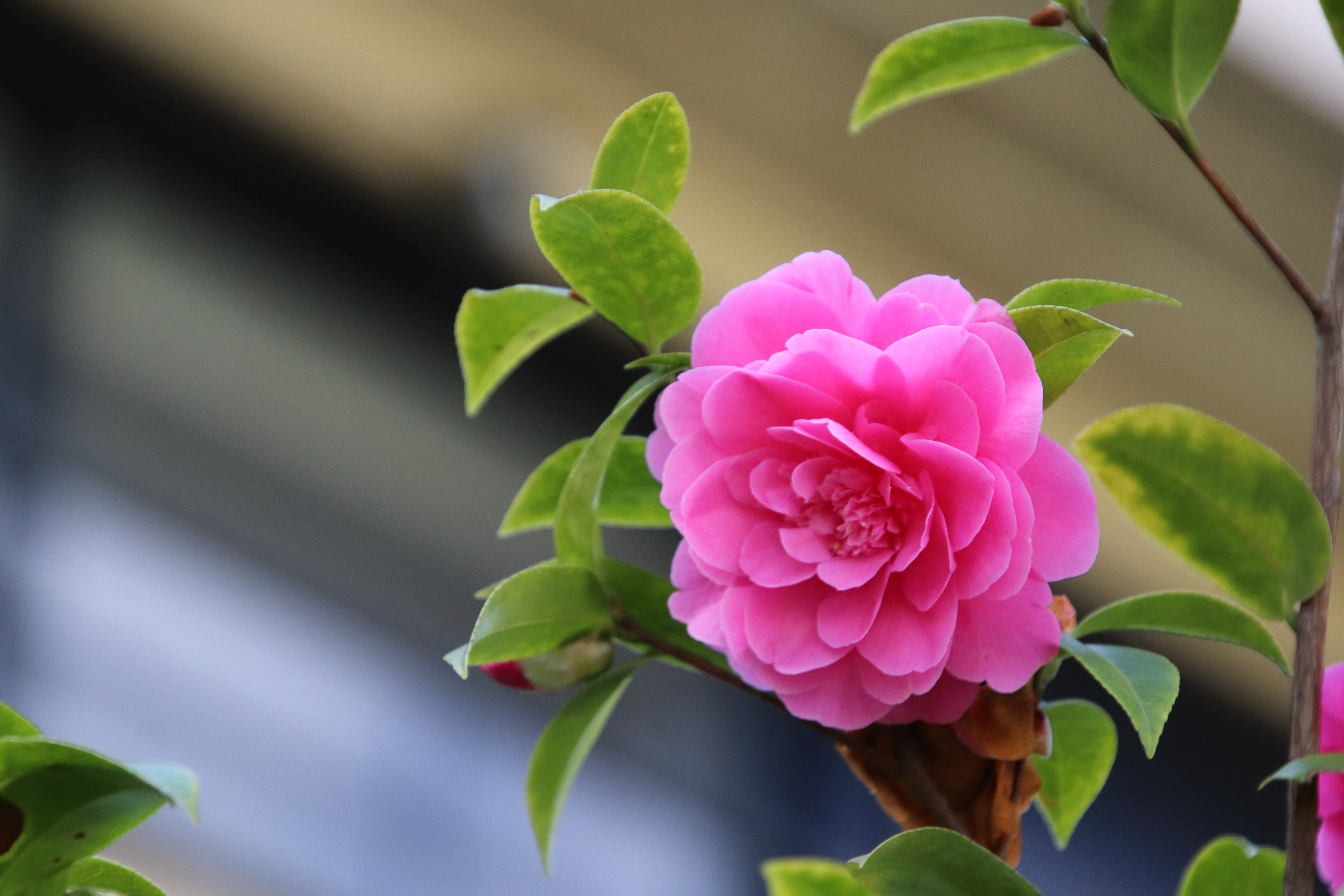 freshness, no people, plant, growth, flora, beautiful, flower head, day, close-up, plants, spring, shrub, fragility, leaves, plant part, inflorescence, HD Wallpaper