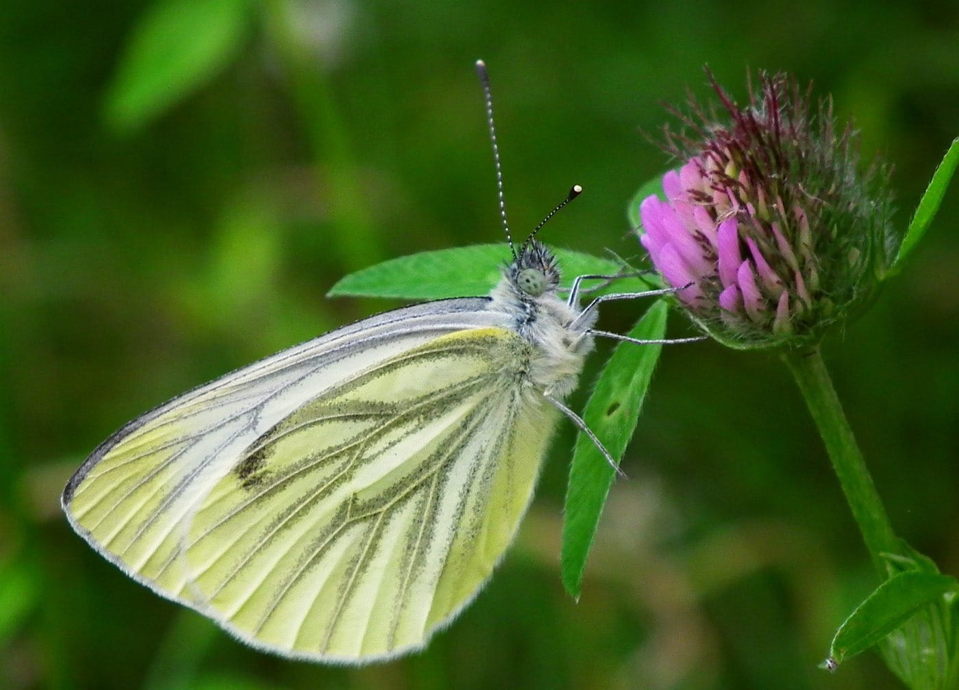 animal, animals in the wild, animal themes, fragility, one animal, wildflower, delicate, biology, freshness, vulnerability, beauty in nature, insect, antennae, HD Wallpaper