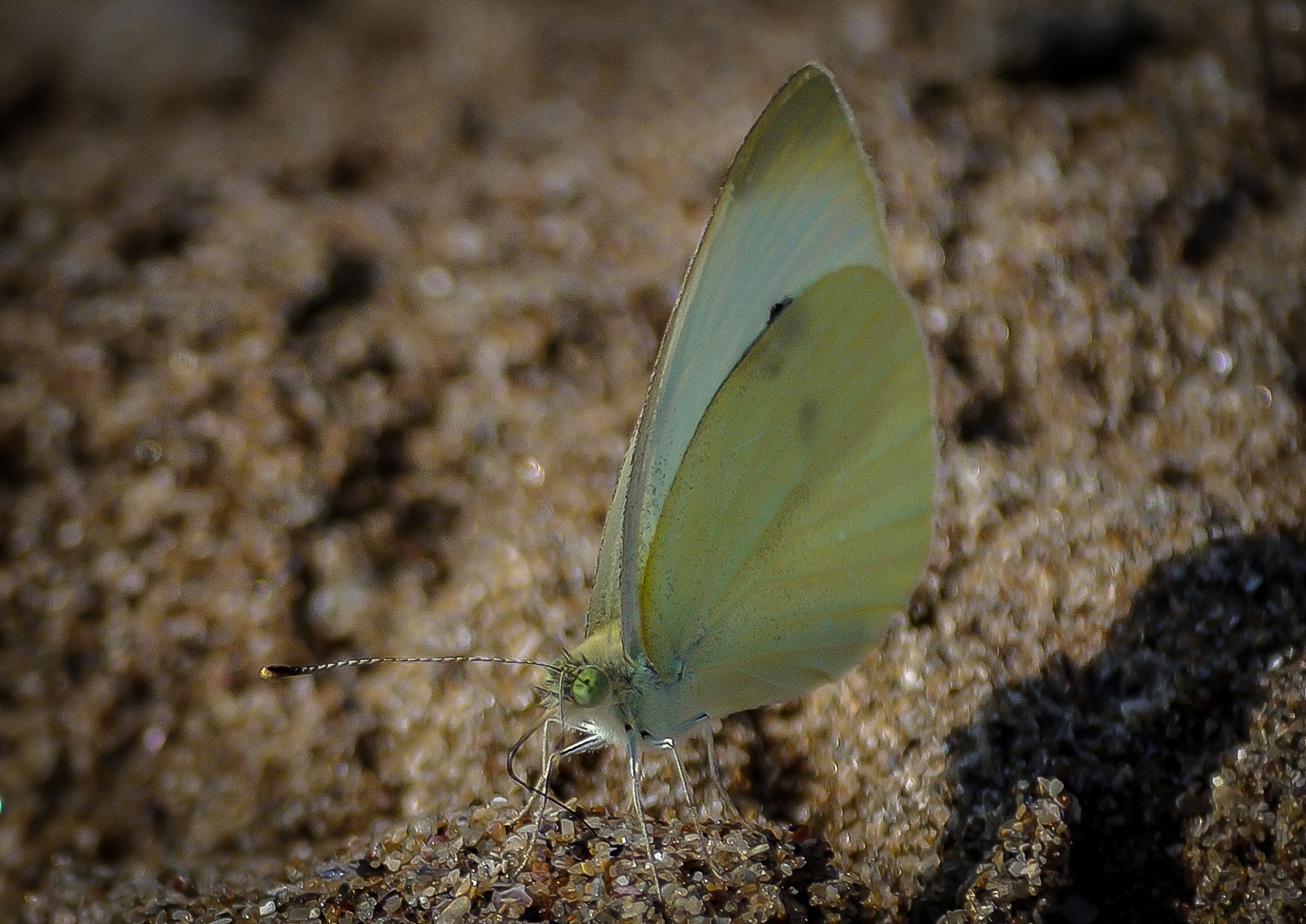 insect, close-up, animal themes, animals in the wild, invertebrate, animal, land, plant, 1080P, brimstone butterfly, day, nature, high angle view, one animal, HD Wallpaper