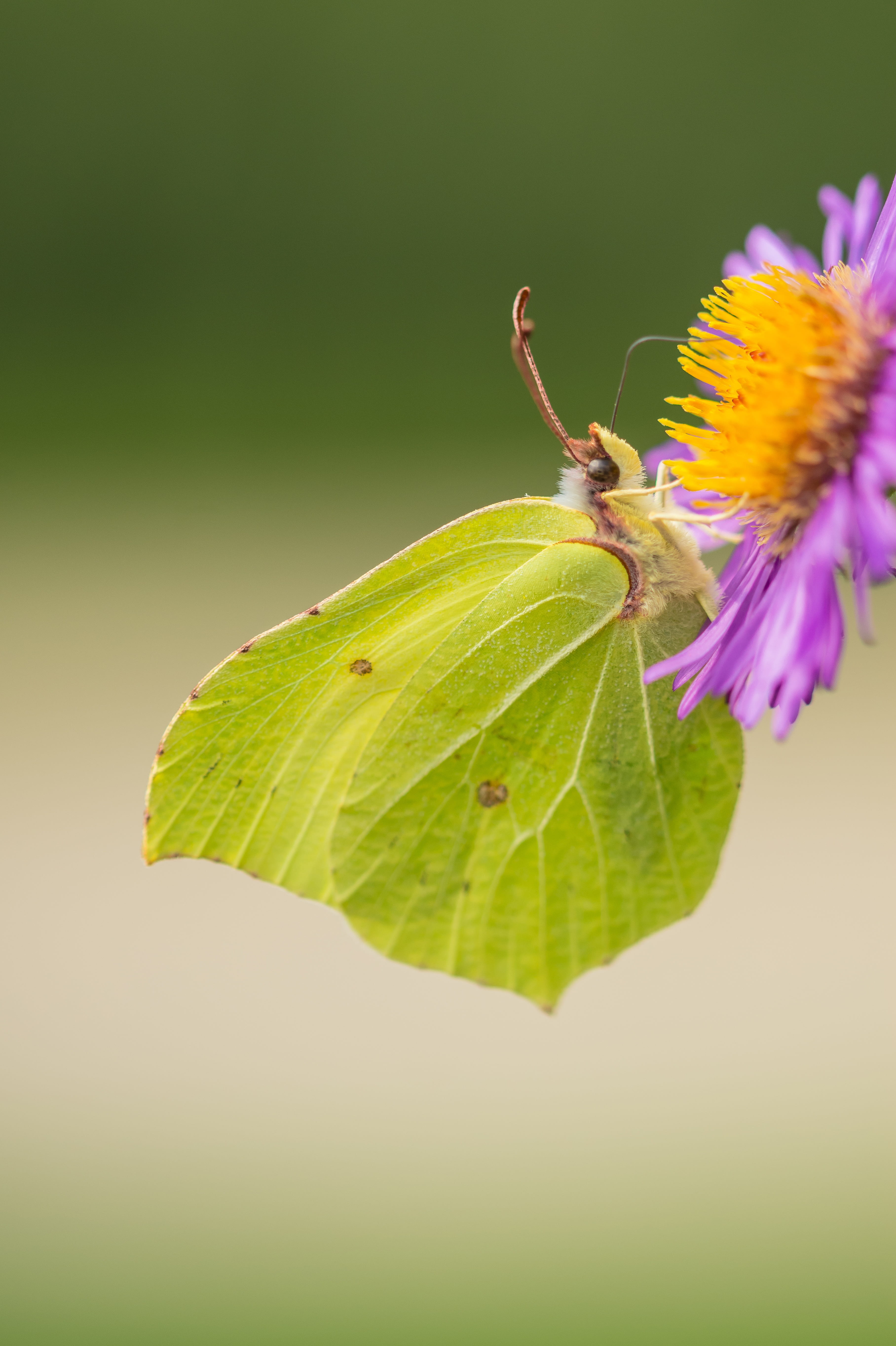 5K, butterfly, nature, plant, flowering plant, growth, insect, butterfly garden, green, flower head, wings, leaf, vulnerability, summer, outdoor, one animal, Phone HD Wallpaper