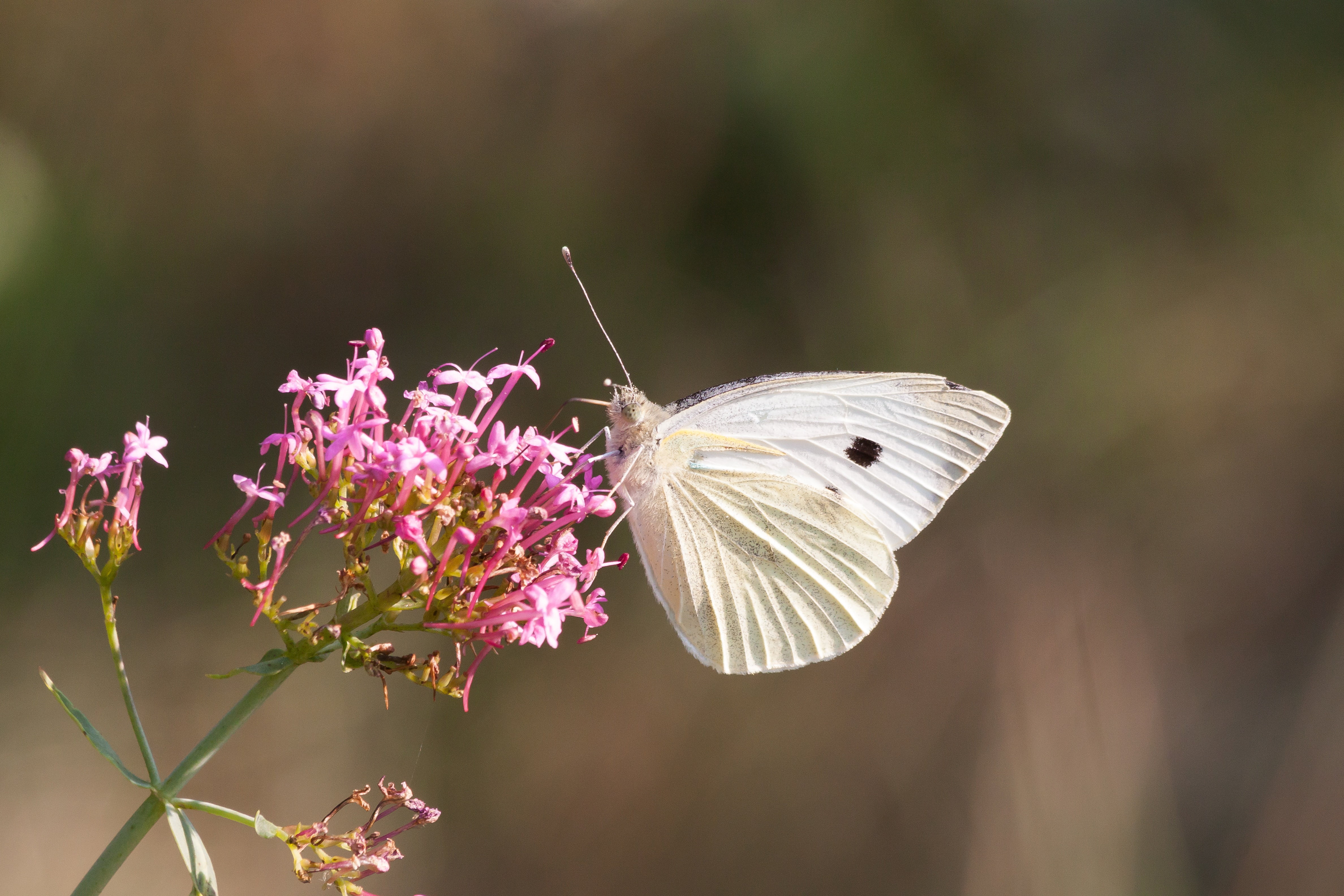 insect, focus on foreground, outdoors, purple, animal, springtime, nature, flowering plant, pink, fragility, butterfly, beauty In Nature, butterflies, animals in the wild, HD Wallpaper