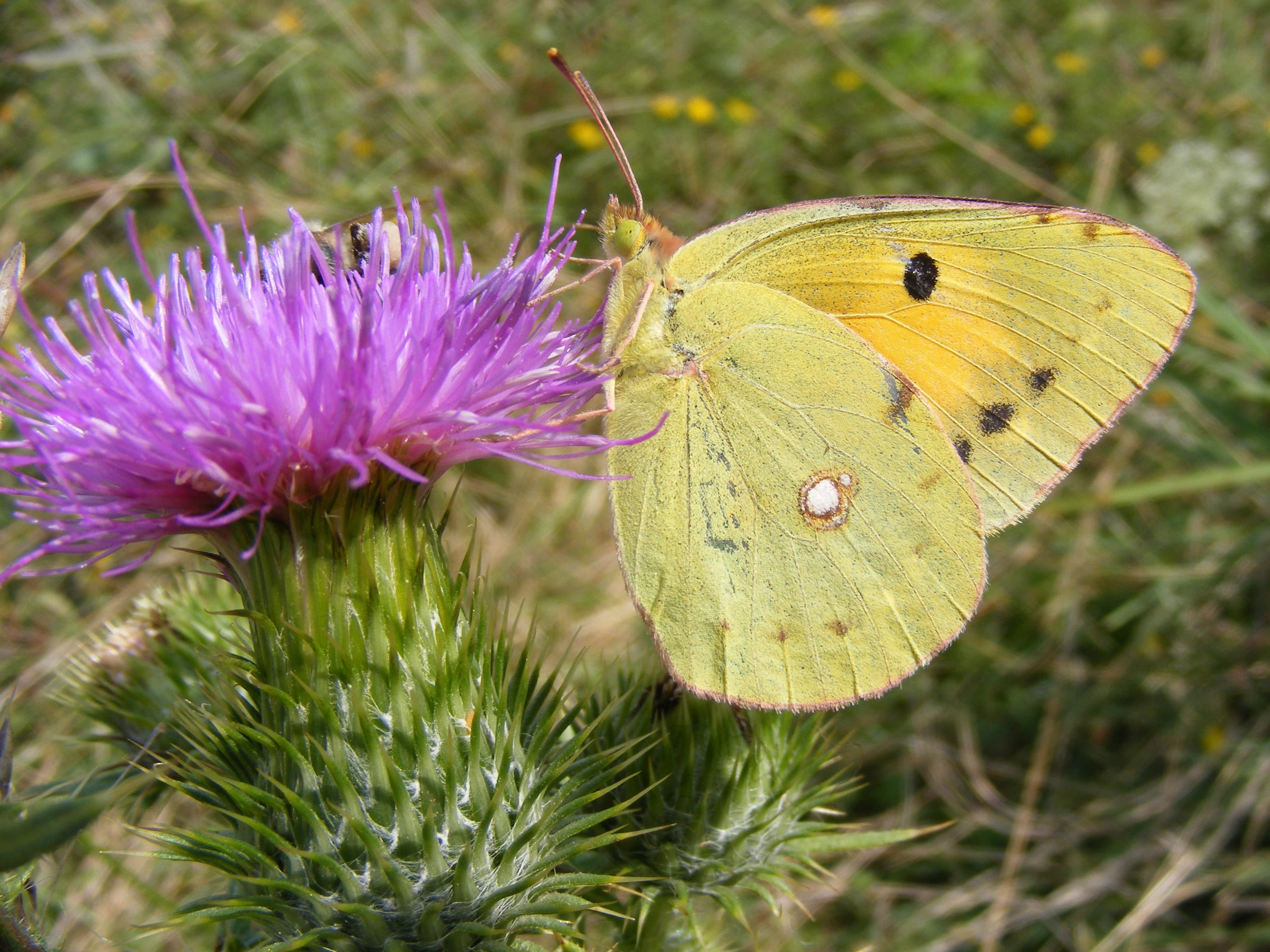 flower, nature, animal themes, animals in the wild, outdoors, one animal, insect, purple, no people, brimstone butterfly, animal wing, invertebrate, growth, HD Wallpaper
