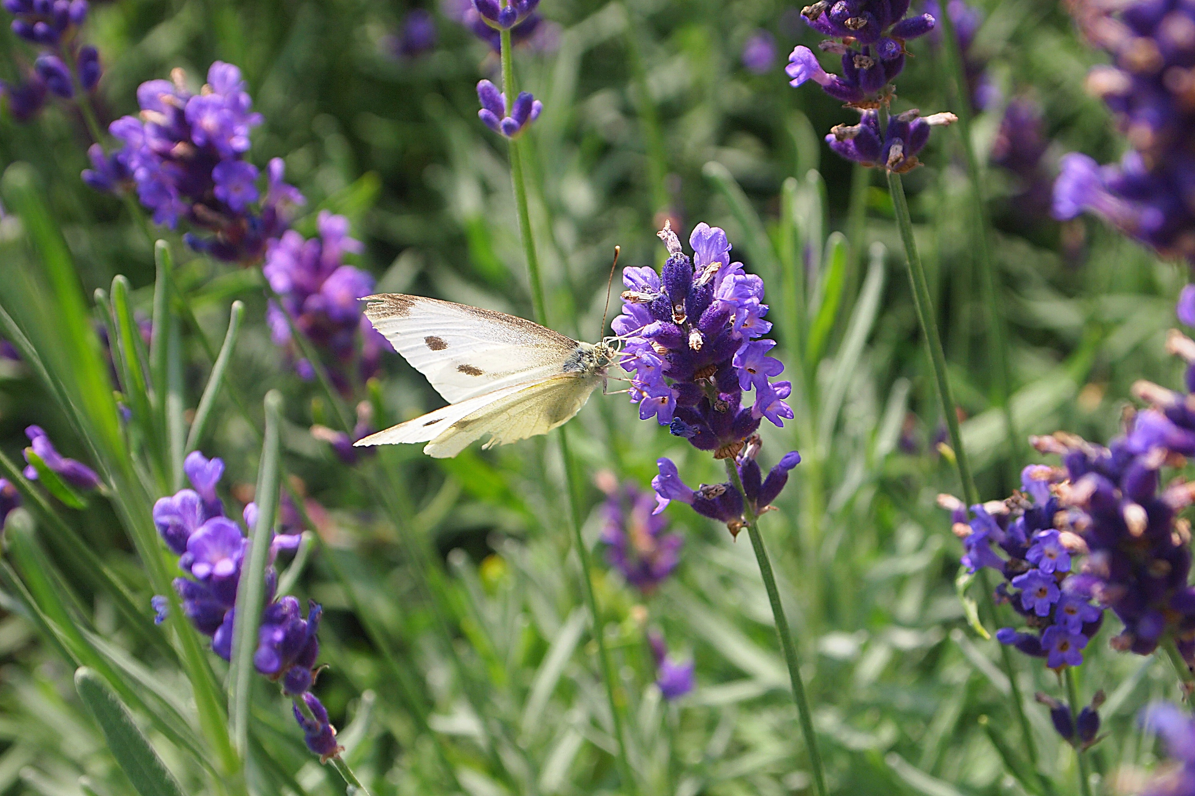 fragility, invertebrate, vulnerability, animal themes, freshness, purple flower, insect, pollination, garden, one animal, flowerbed, 4K, butterfly - insect, HD Wallpaper