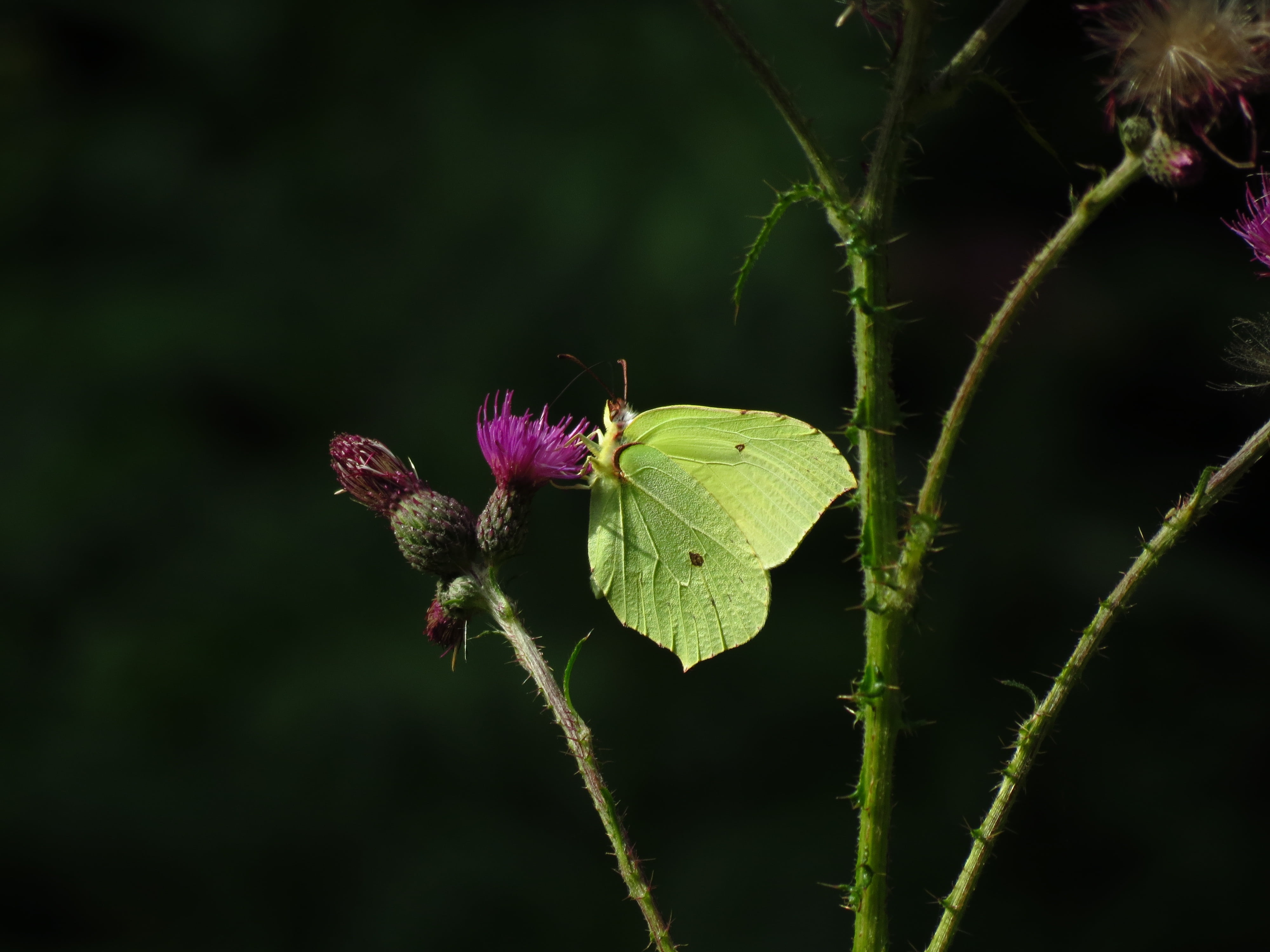 nature, insect, growth, brimstone butterfly, green color, butterfly - insect, animal wing, butterfly, vulnerability, flower head, one animal, plant, animal themes, HD Wallpaper