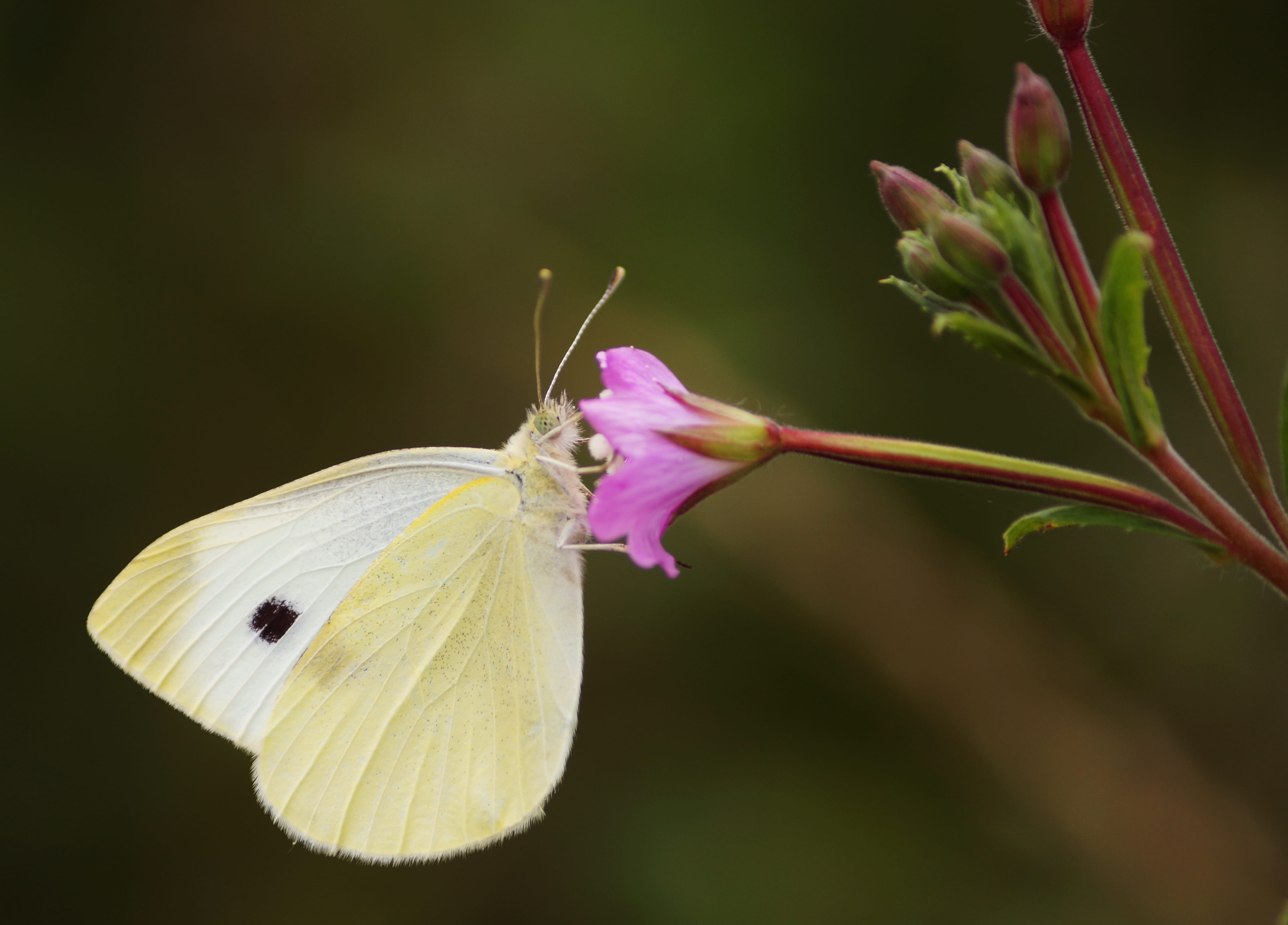 animal, outdoors, petal, photography, yellow, cabbage, growth, no people, animal themes, animal wing, one animal, petaled, focus on foreground, invertebrate, HD Wallpaper