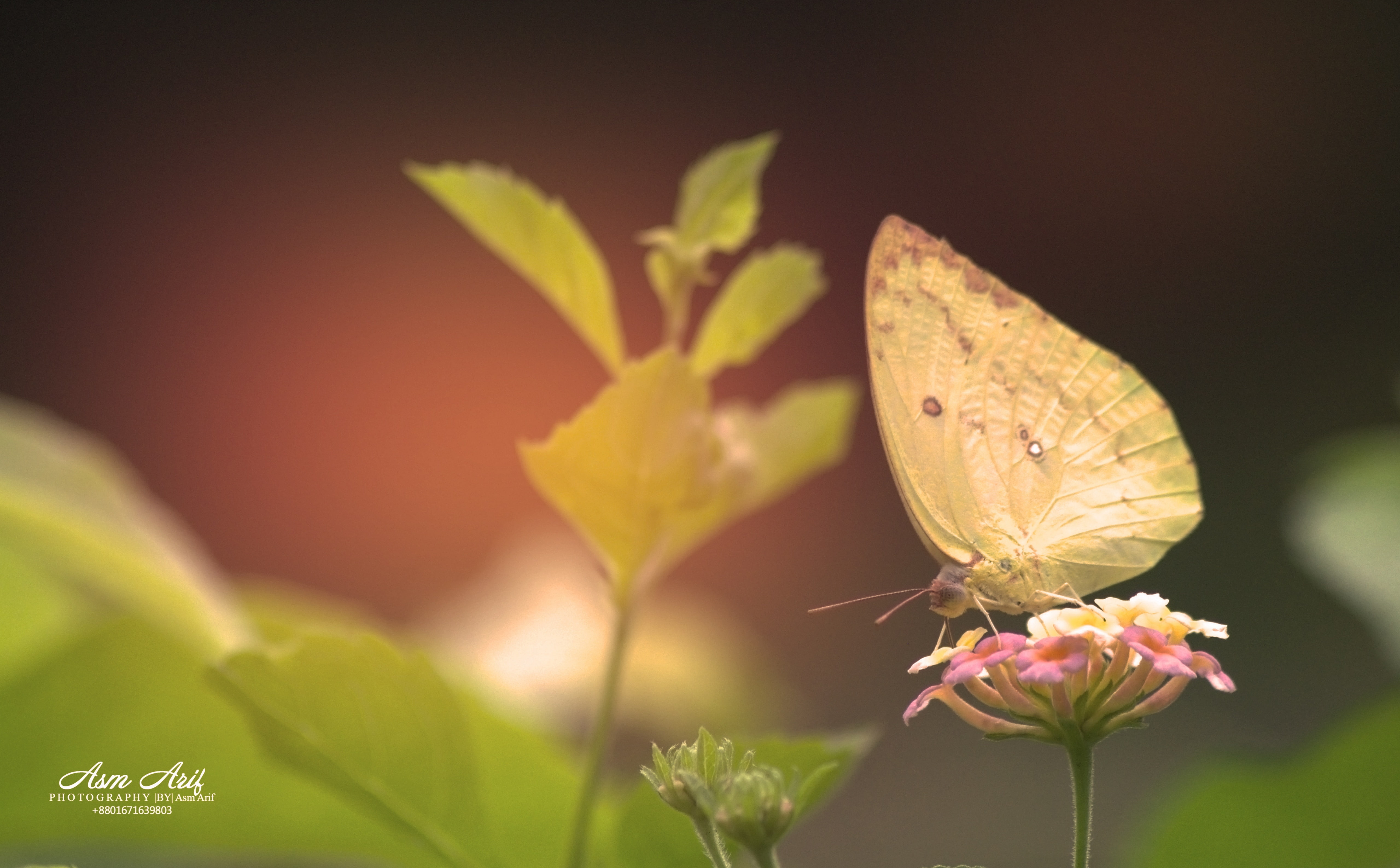 growth, leaf, yellow, close-up, one animal, flower head, insect, 5K, pollination, brimstone, flowering plant, invertebrate, Insects, animal themes, moth, HD Wallpaper